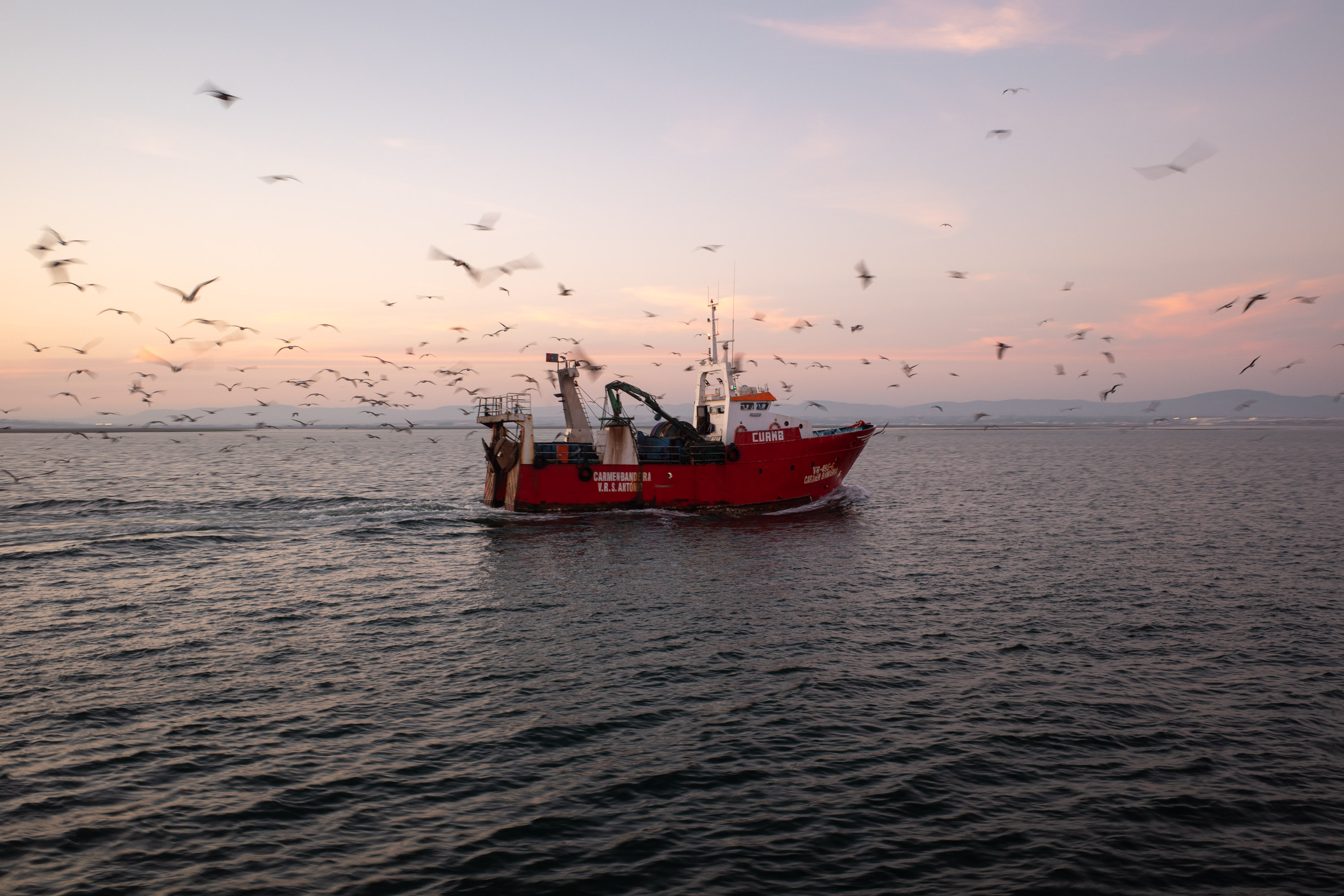 Seabirds following a red fishing trawler boat on the open sea at sunset