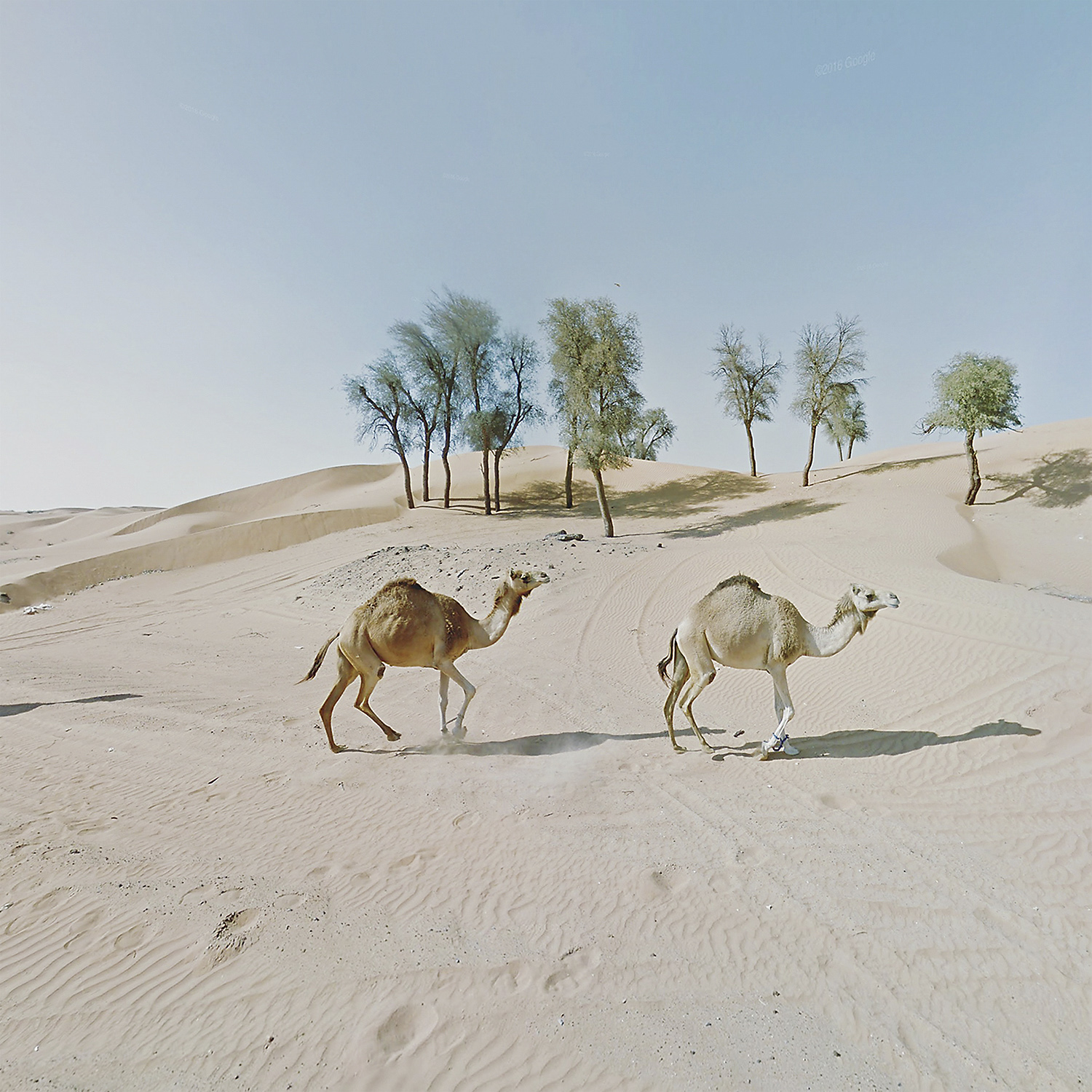 Two camels walk through the desert  in the foreground with trees lining the top of a hill in the background
