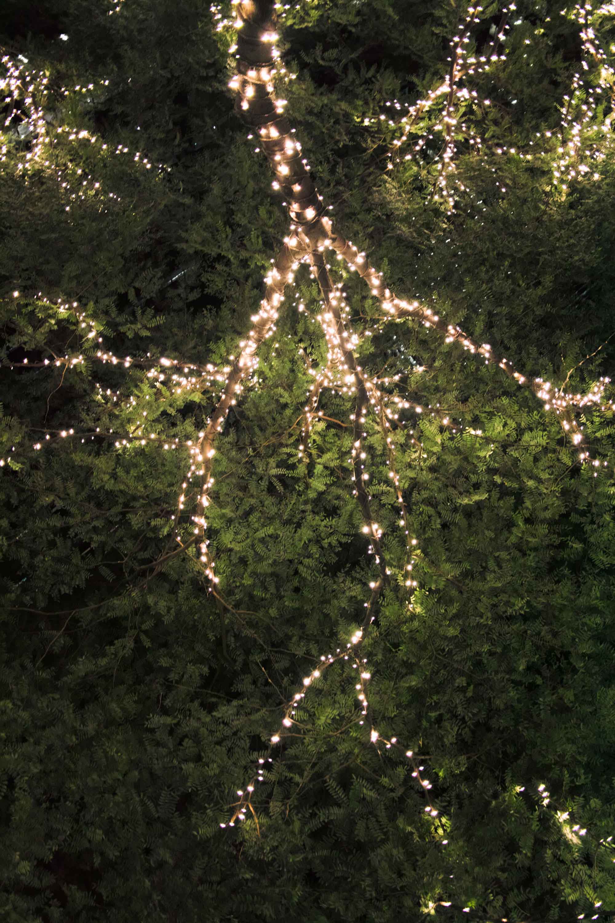 Lights in a tree