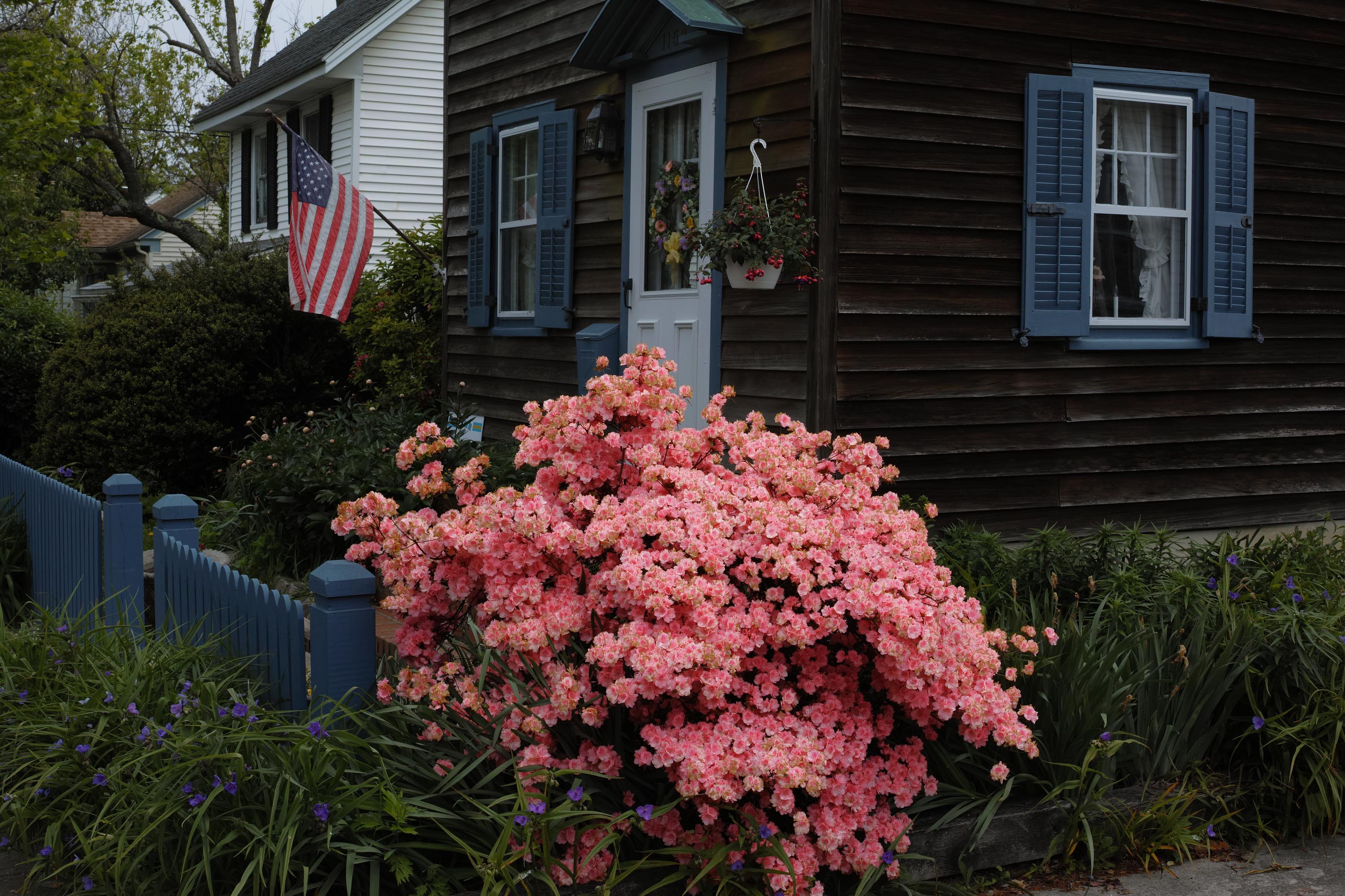 Pink flower bush with the United States flag flying on a wooden house in the background