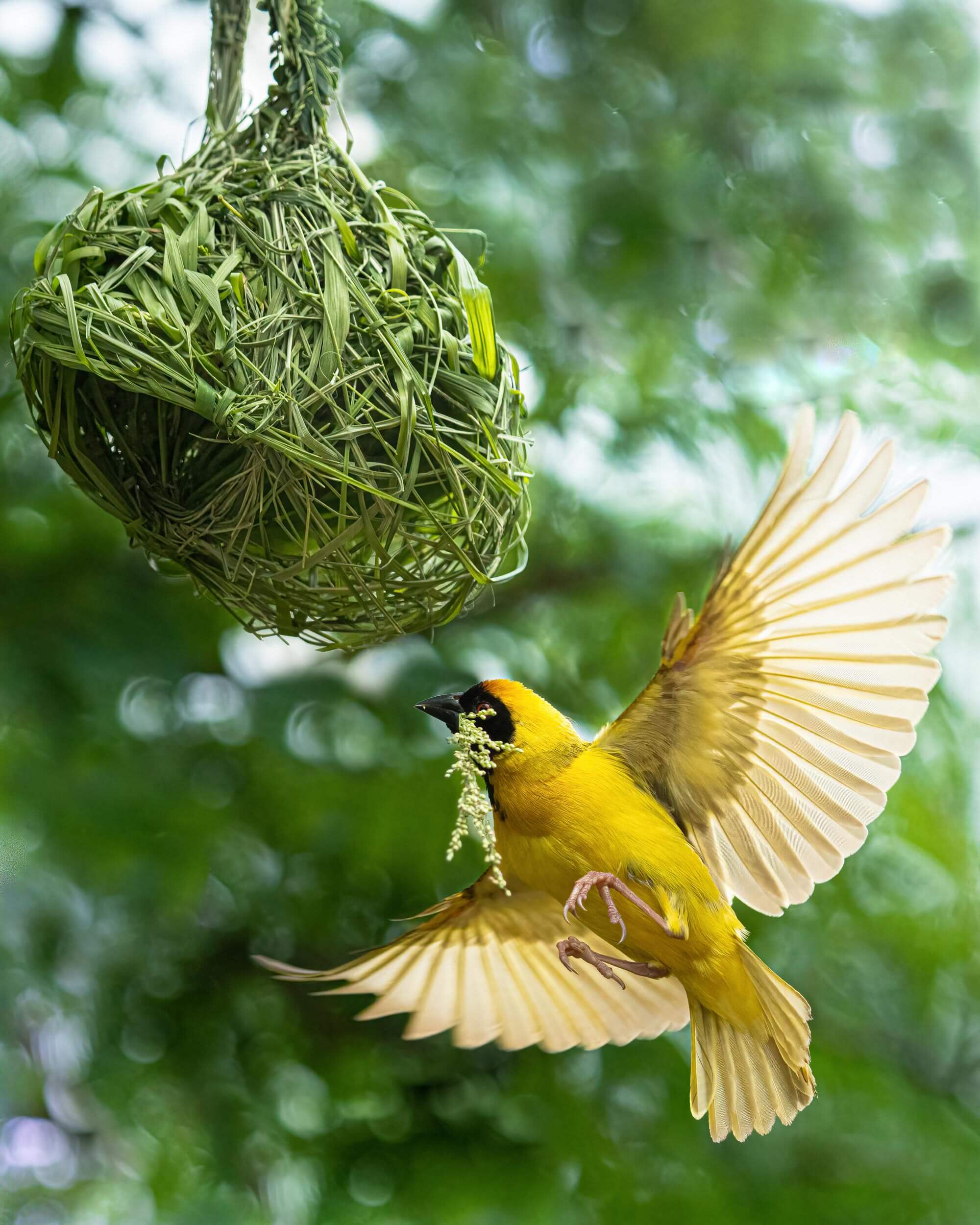 A yellow bird bringing green twigs to its pod-like nest suspended in the air