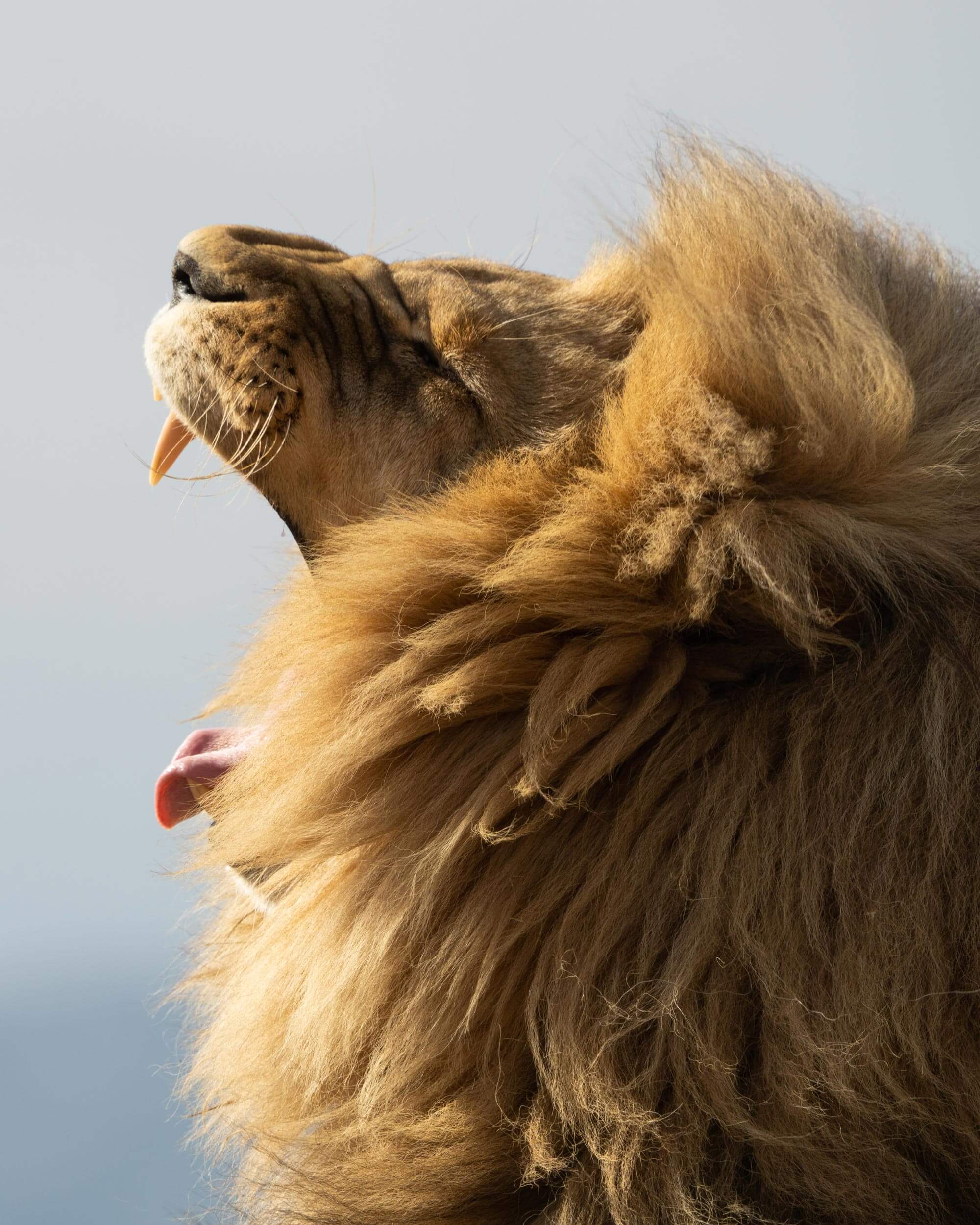 Een close-up van een leeuw met manen en zijn bek open terwijl hij brult.