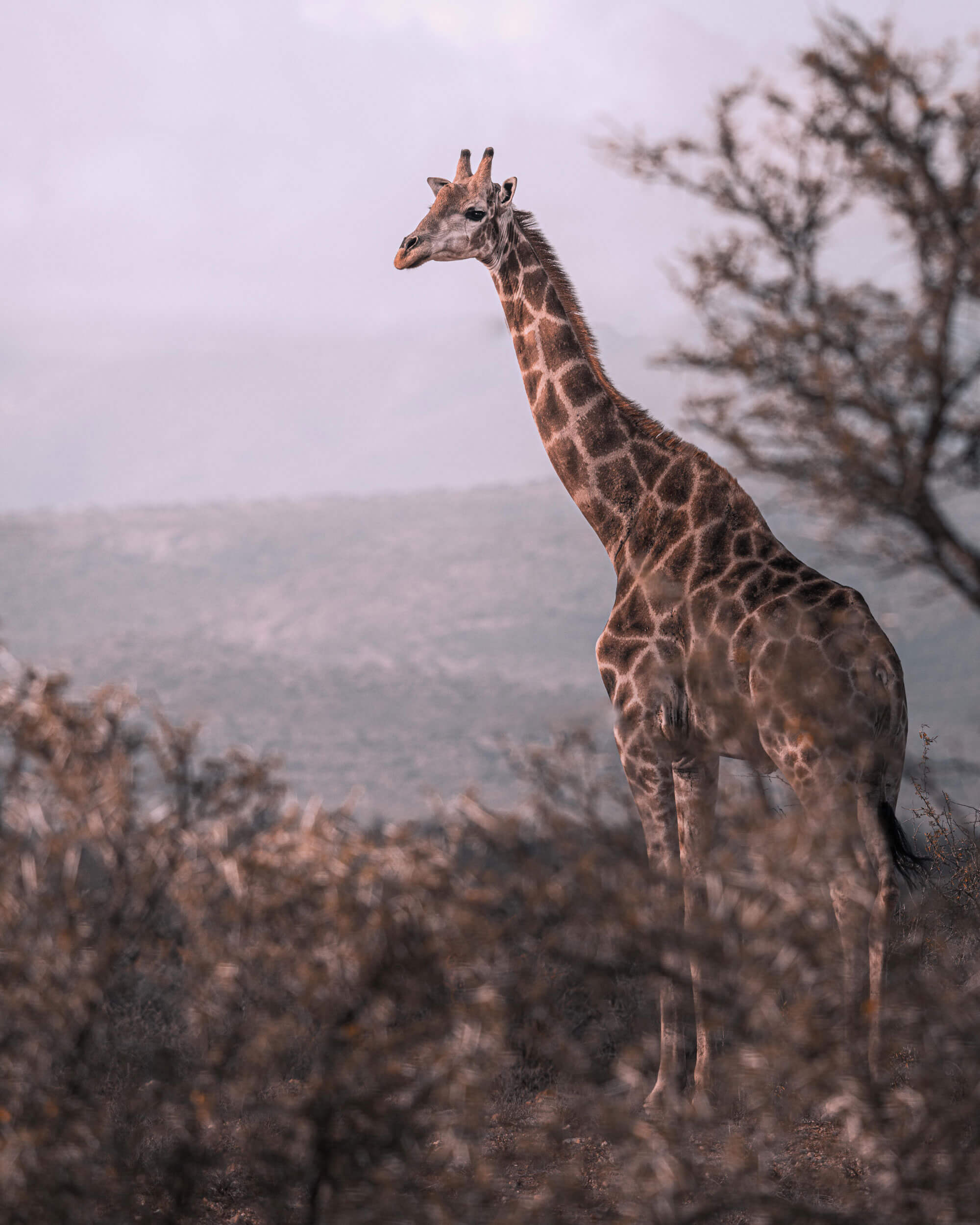 Een giraffe in de wildernis in Afrika