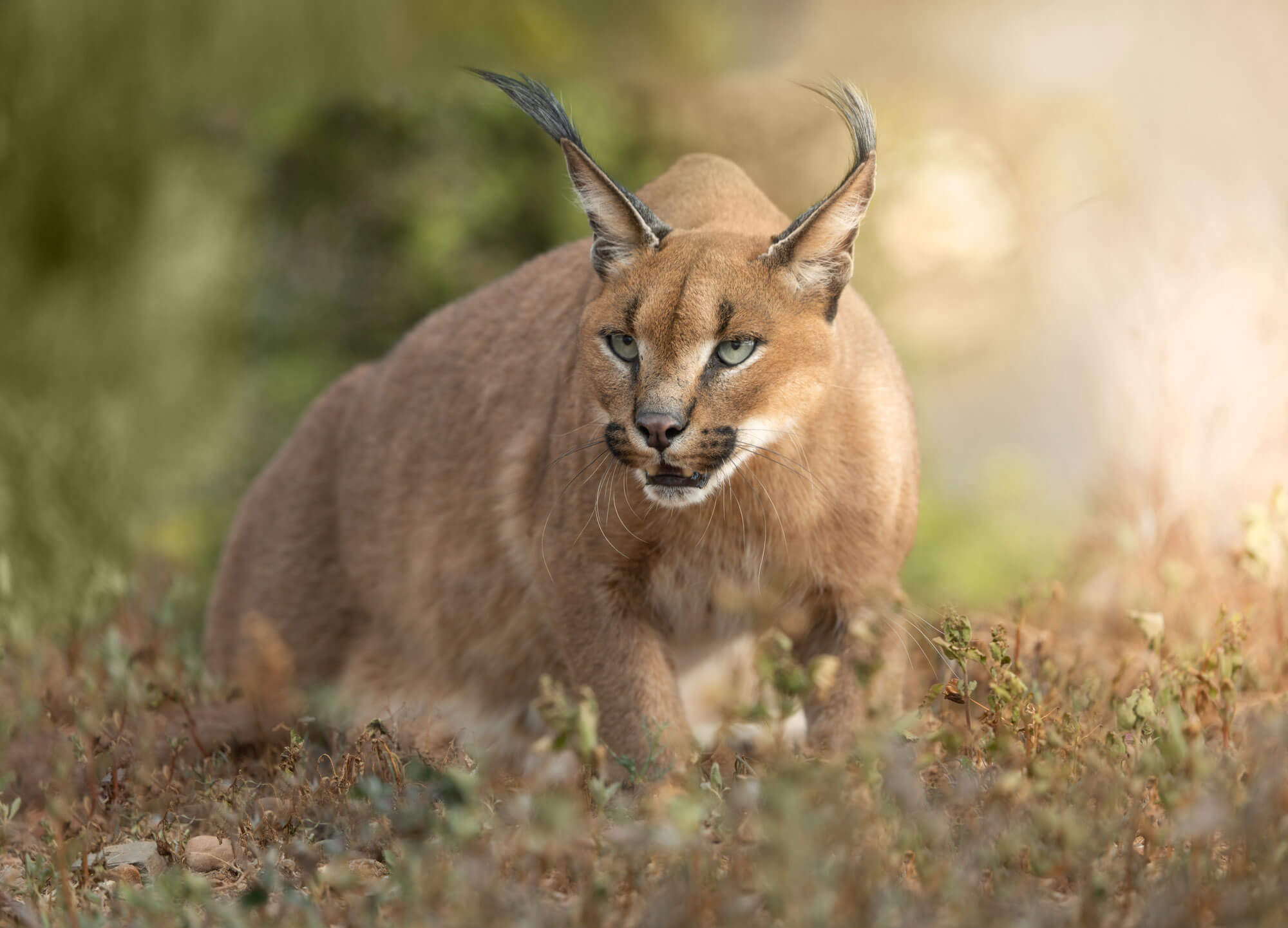 Een close-up foto van een caracal in de wildernis