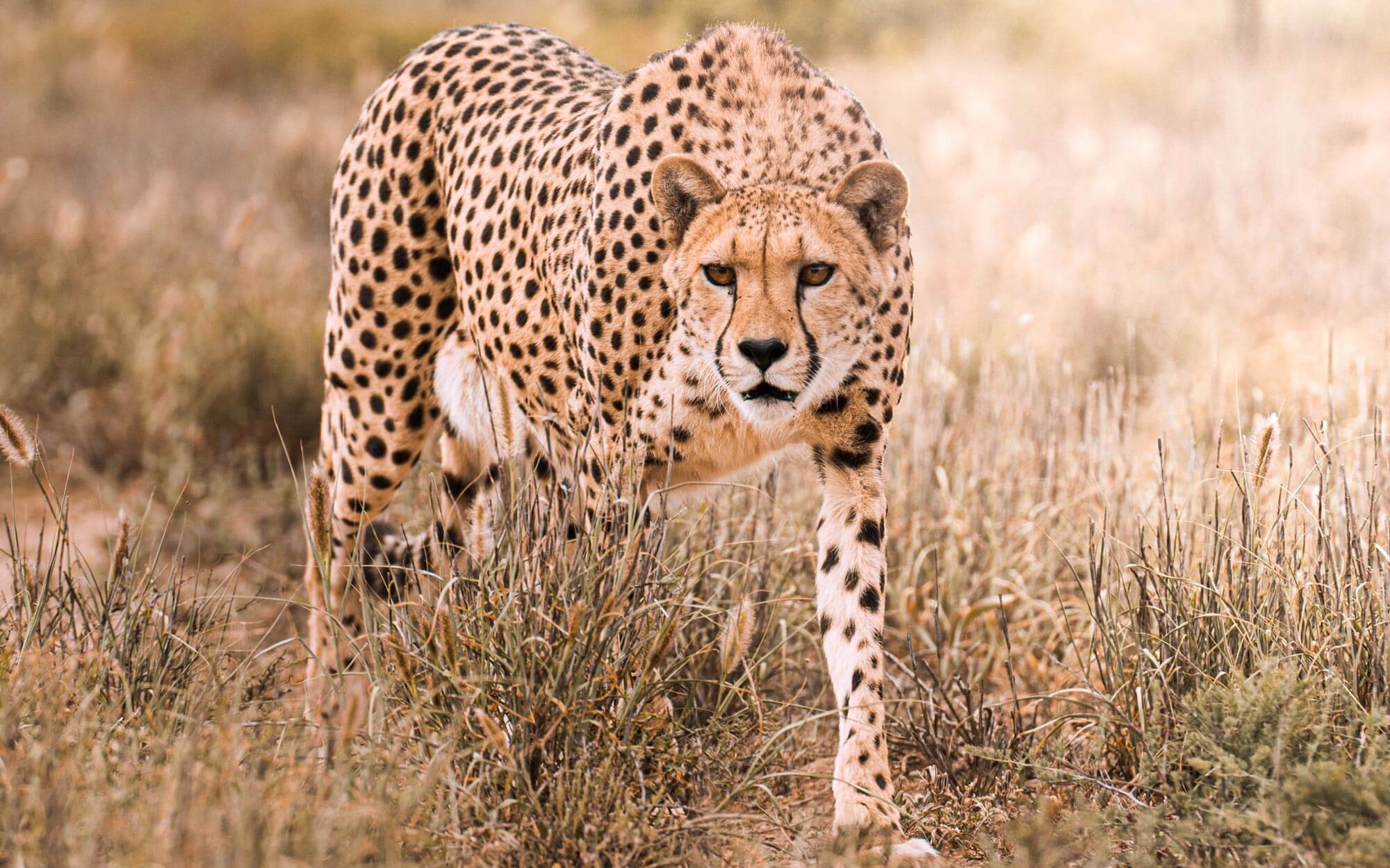 Un guépard regardant dans la caméra alors qu'il se faufile dans la nature sauvage