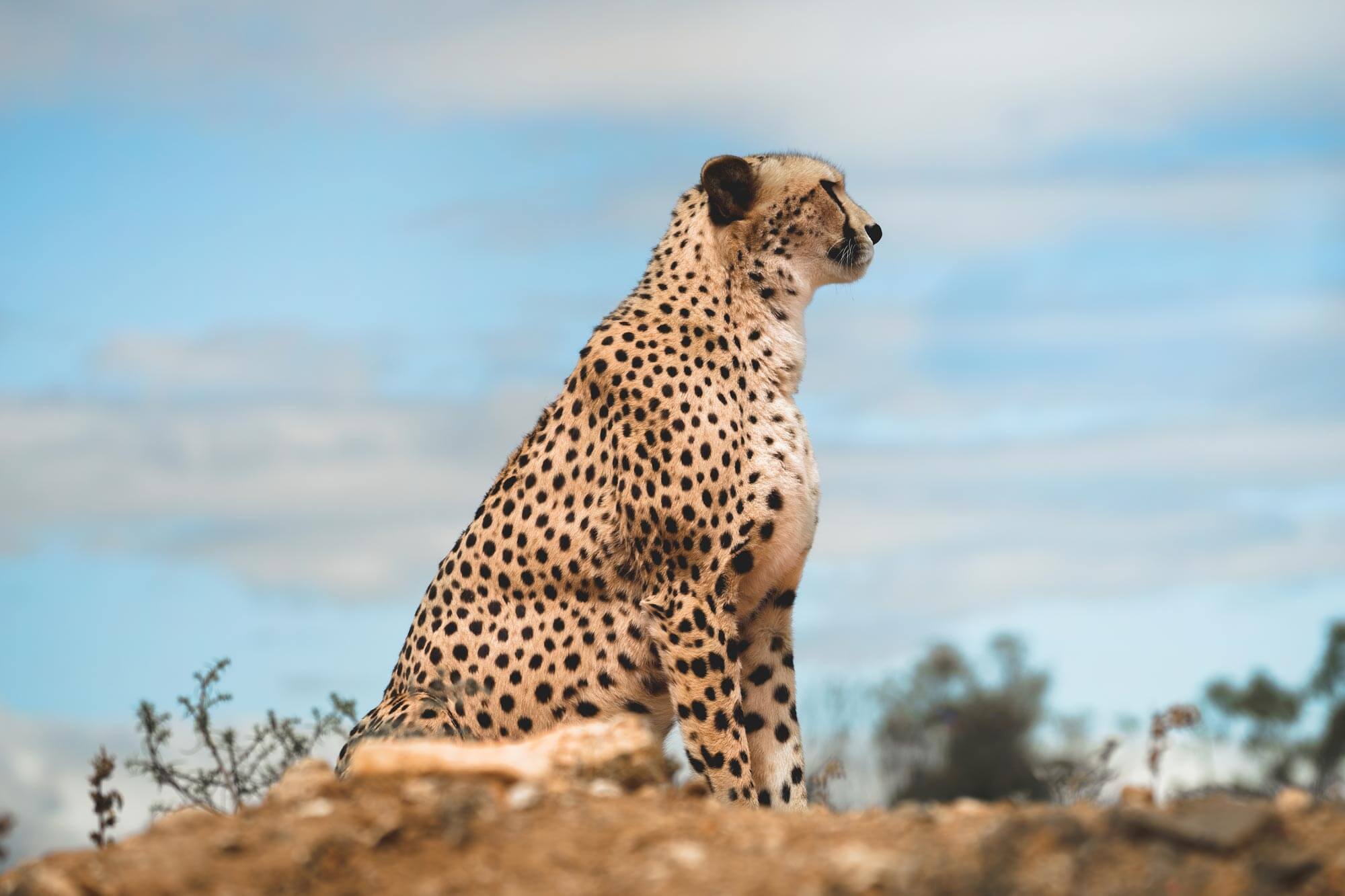 Een jachtluipaard bovenop een berg die wegkijkt in de wildernis