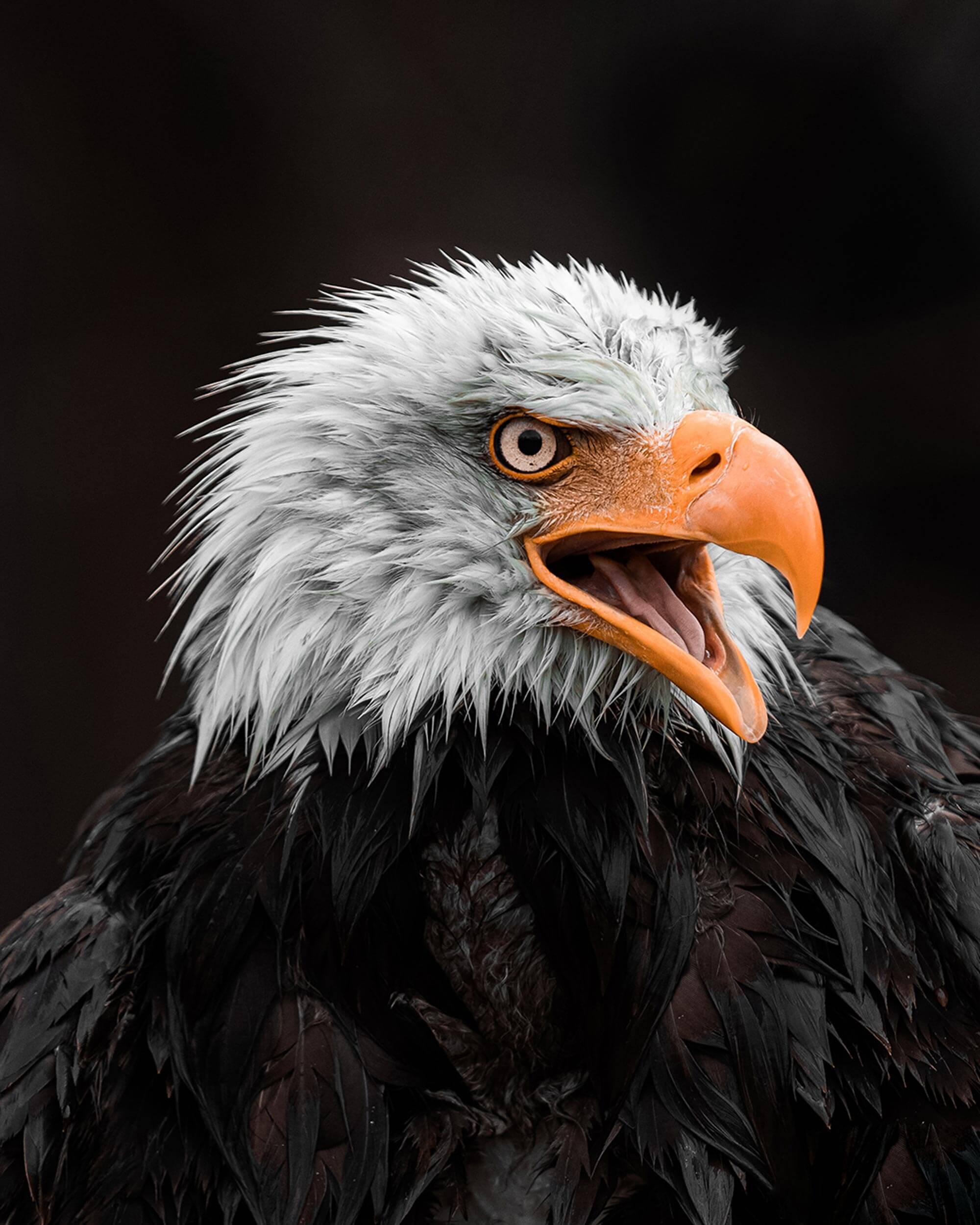 A close up of an eagle with its beak open