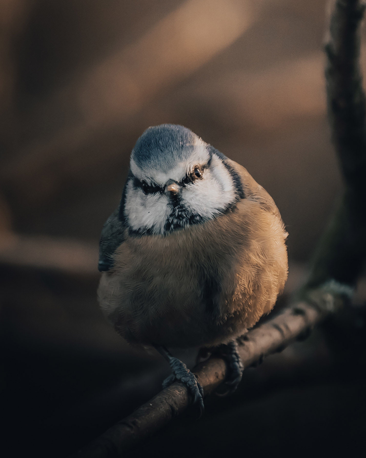 Eine Blaumeise steht auf einem Ast