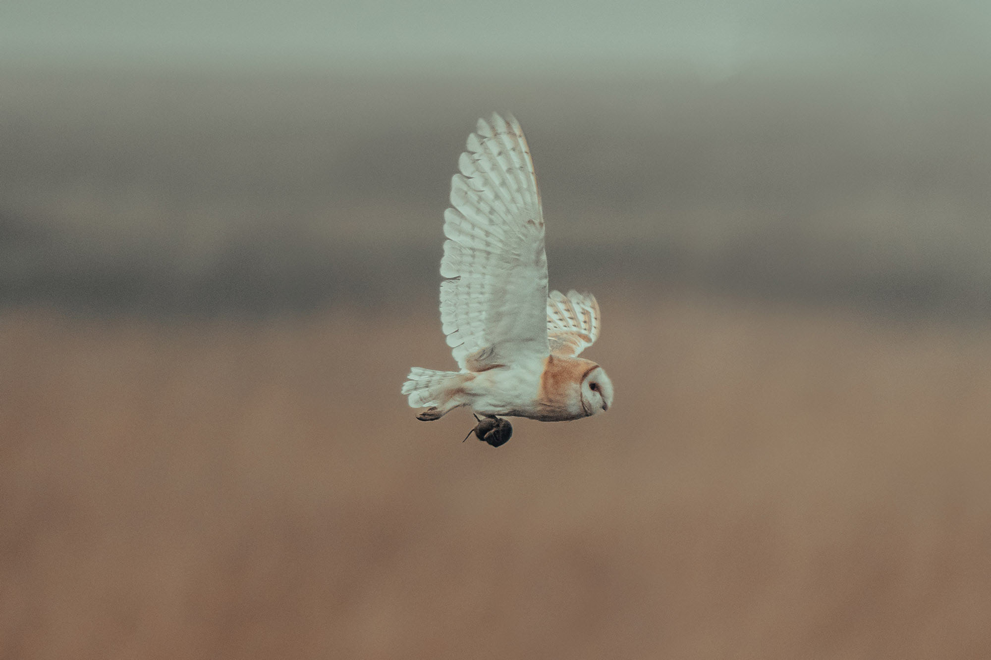eine Schleiereule, die mit einer Maus in ihren Klauen über ein Feld fliegt