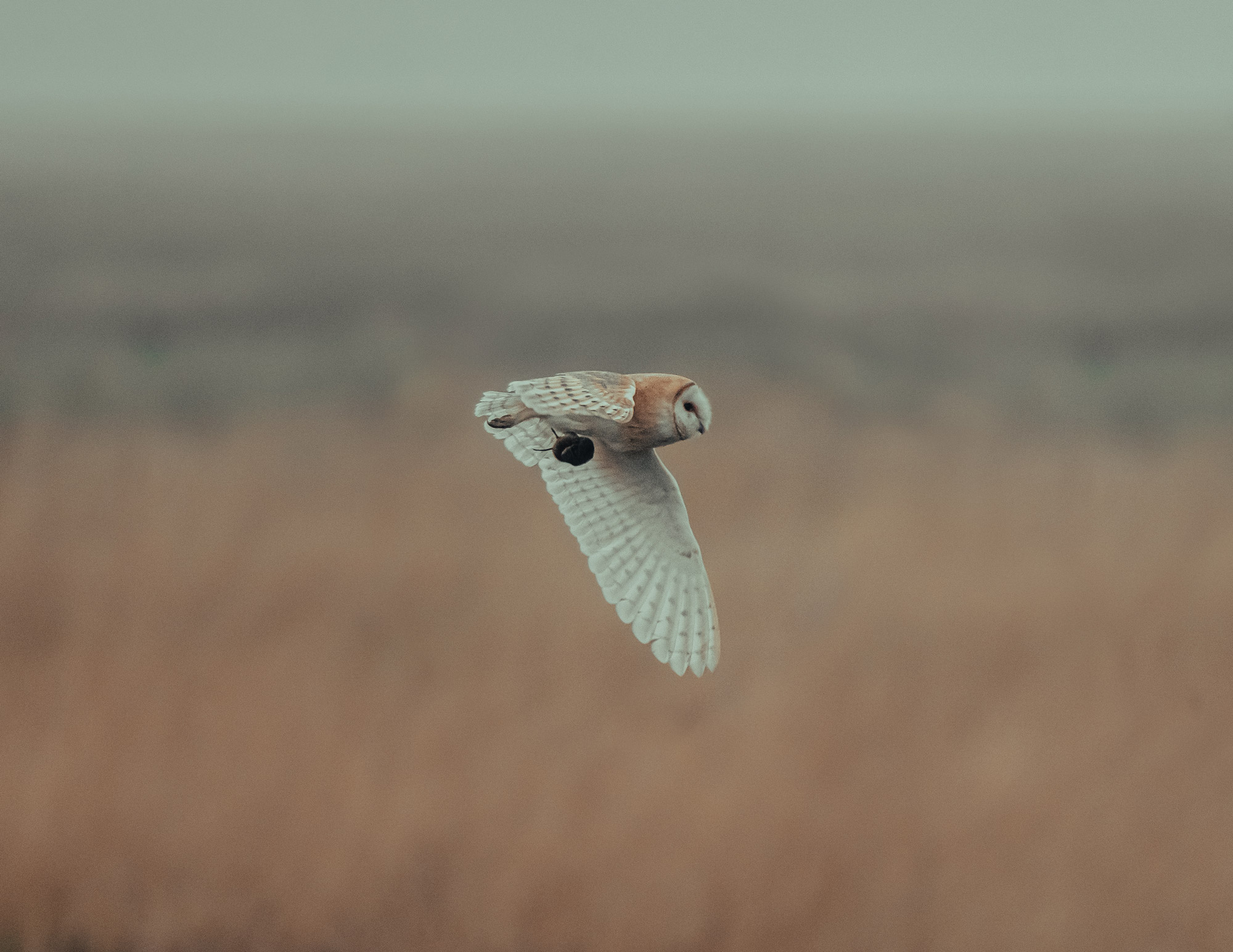 eine Schleiereule, die mit einer Maus in ihren Klauen über ein Feld fliegt