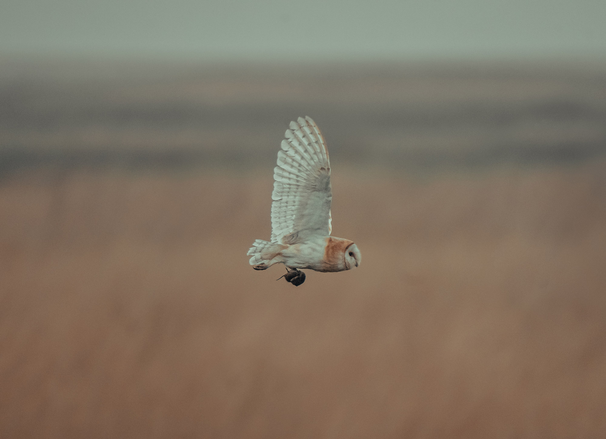 a barn owl flying across a field with a mouse in its claws