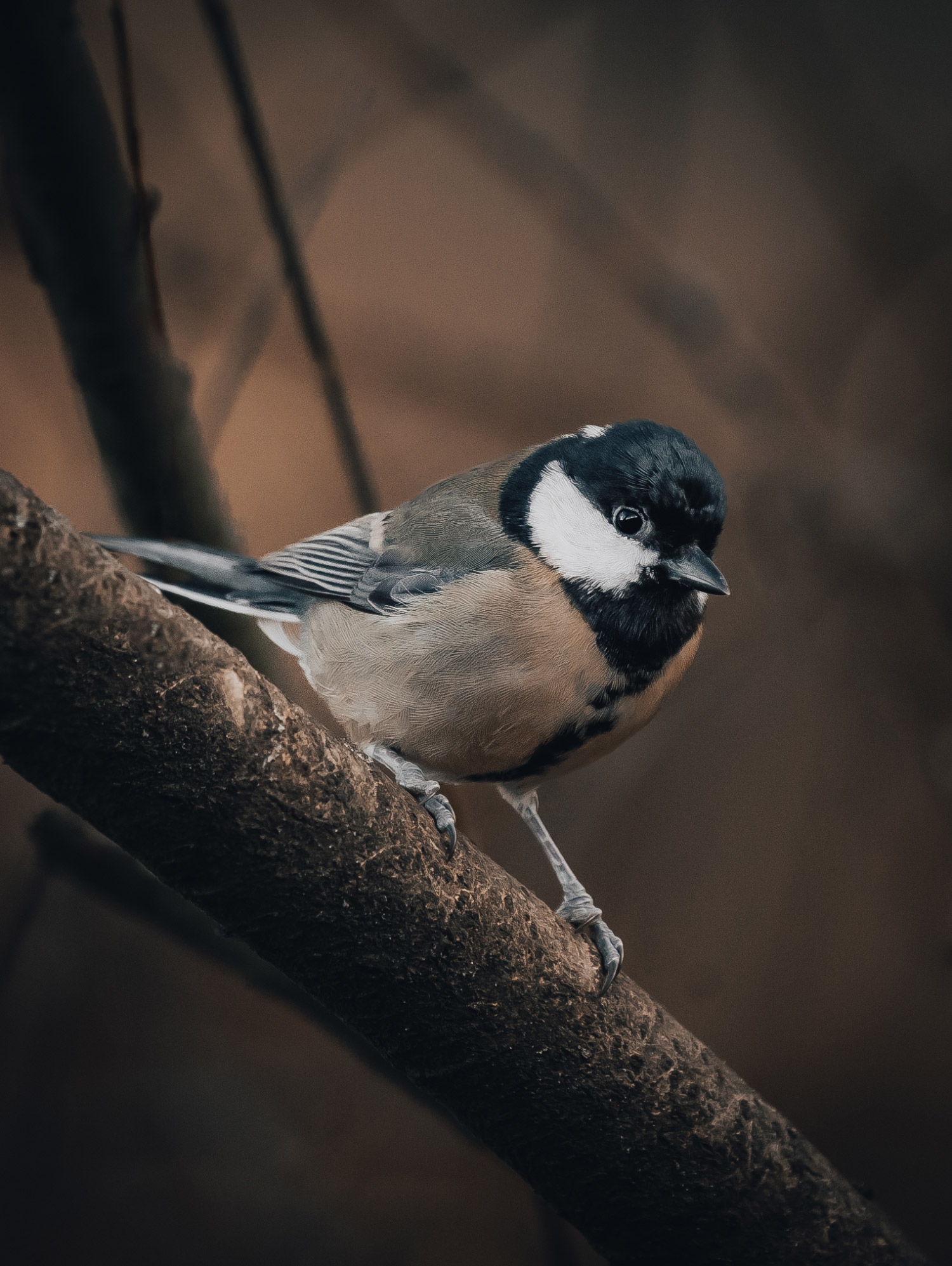 a bird standing on a branch