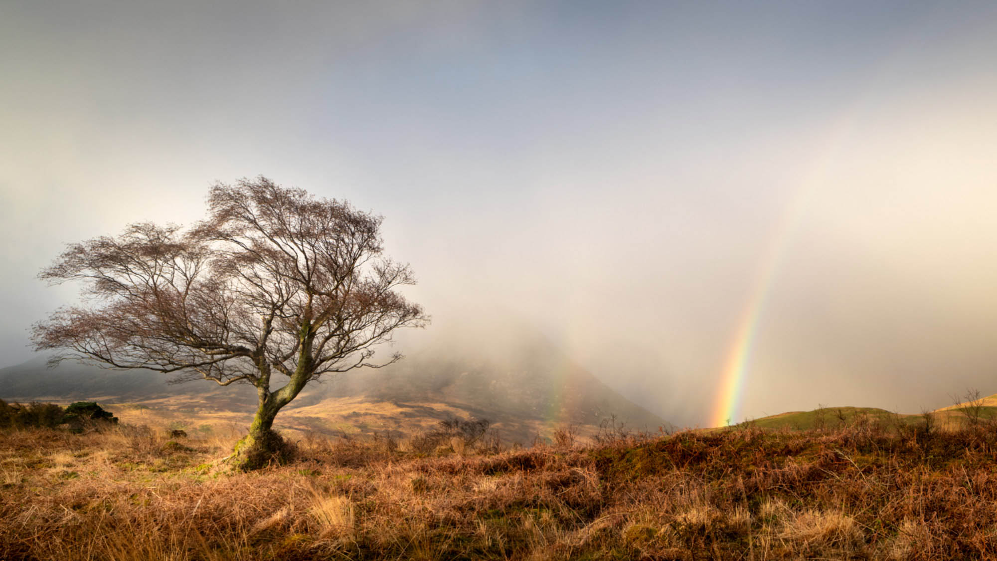 A tree on top of a hill on the Isle of Arran. More hils and a rainbow are in the background, hidden by clouds.