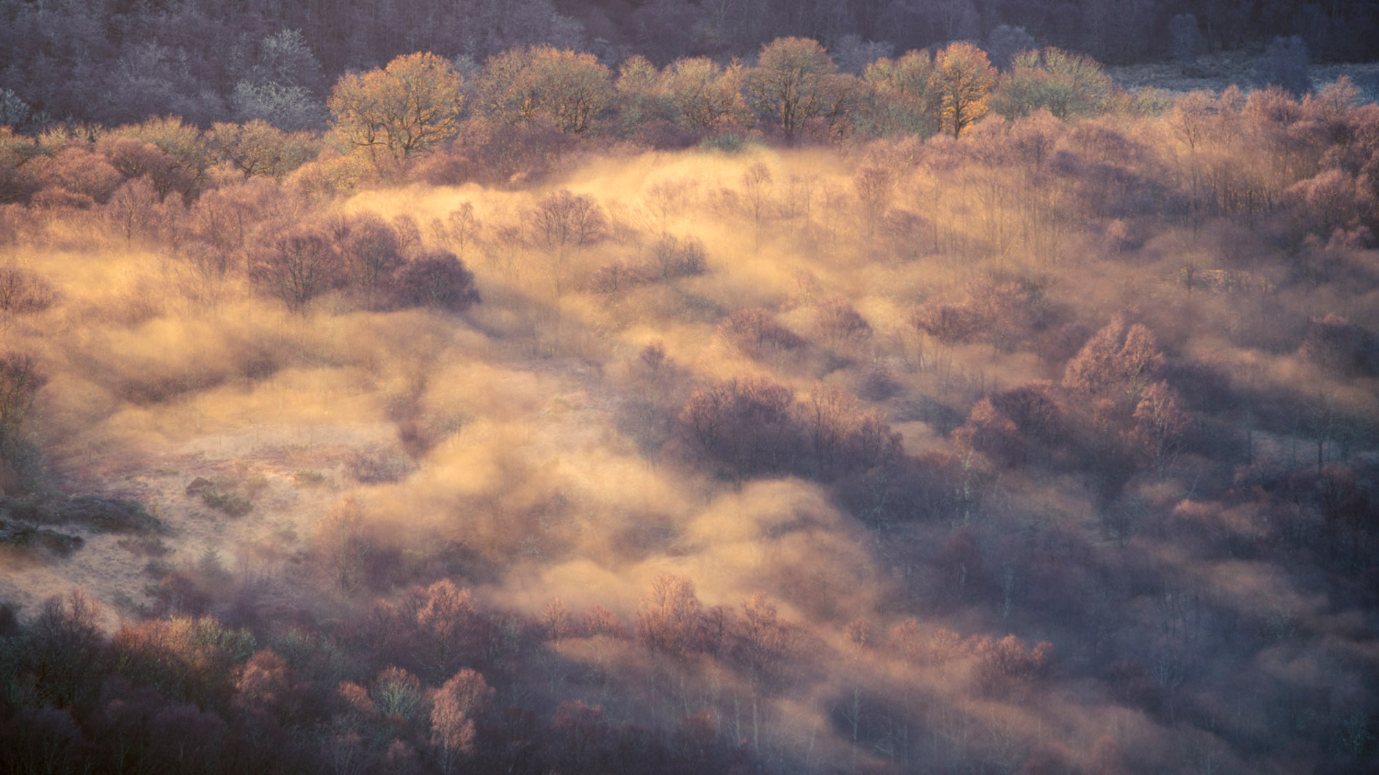 Trees in the Trossachs, Scotland are covered by clouds and mist.