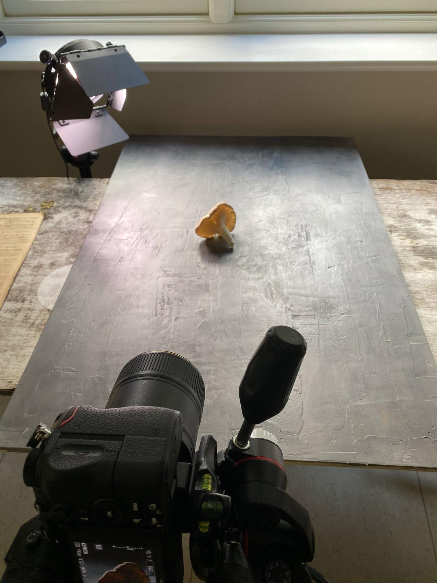 a mushroom on a table with a camera in the foreground and light in the background