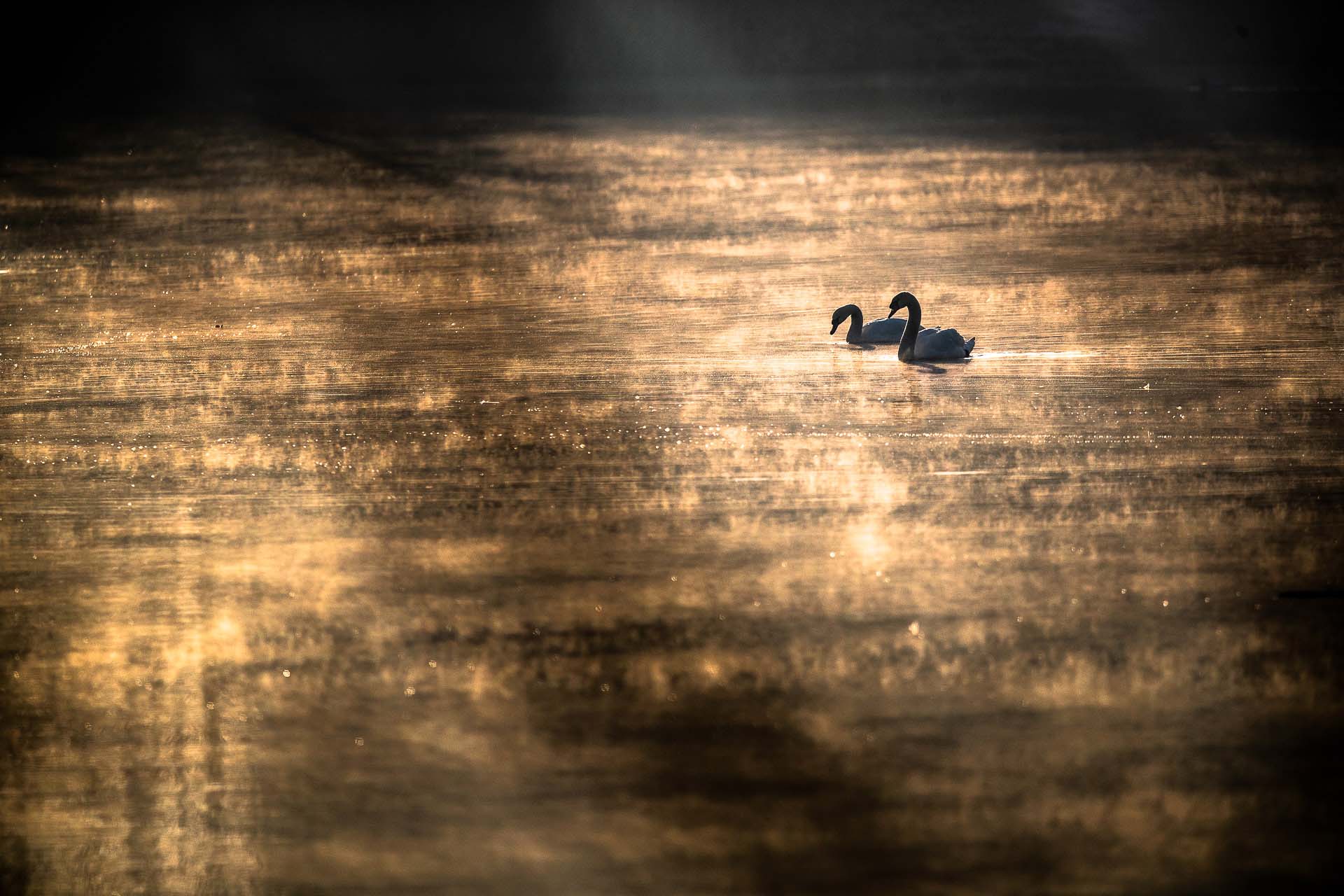 A picture of a lake at sunset with two swans floating.