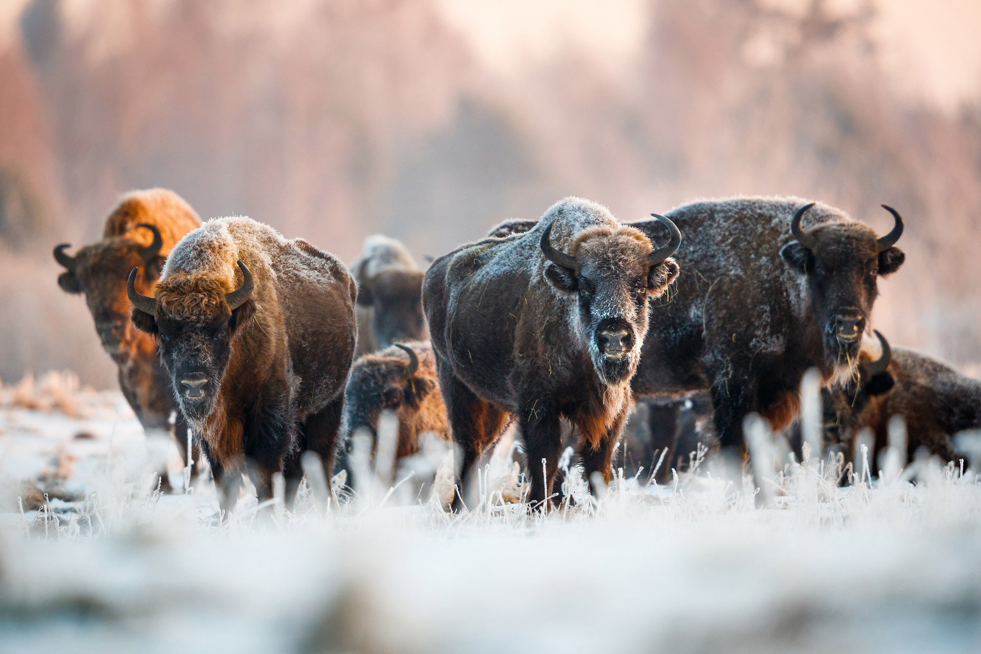 A group of brown bison like mammals with horns looking directly at the camera