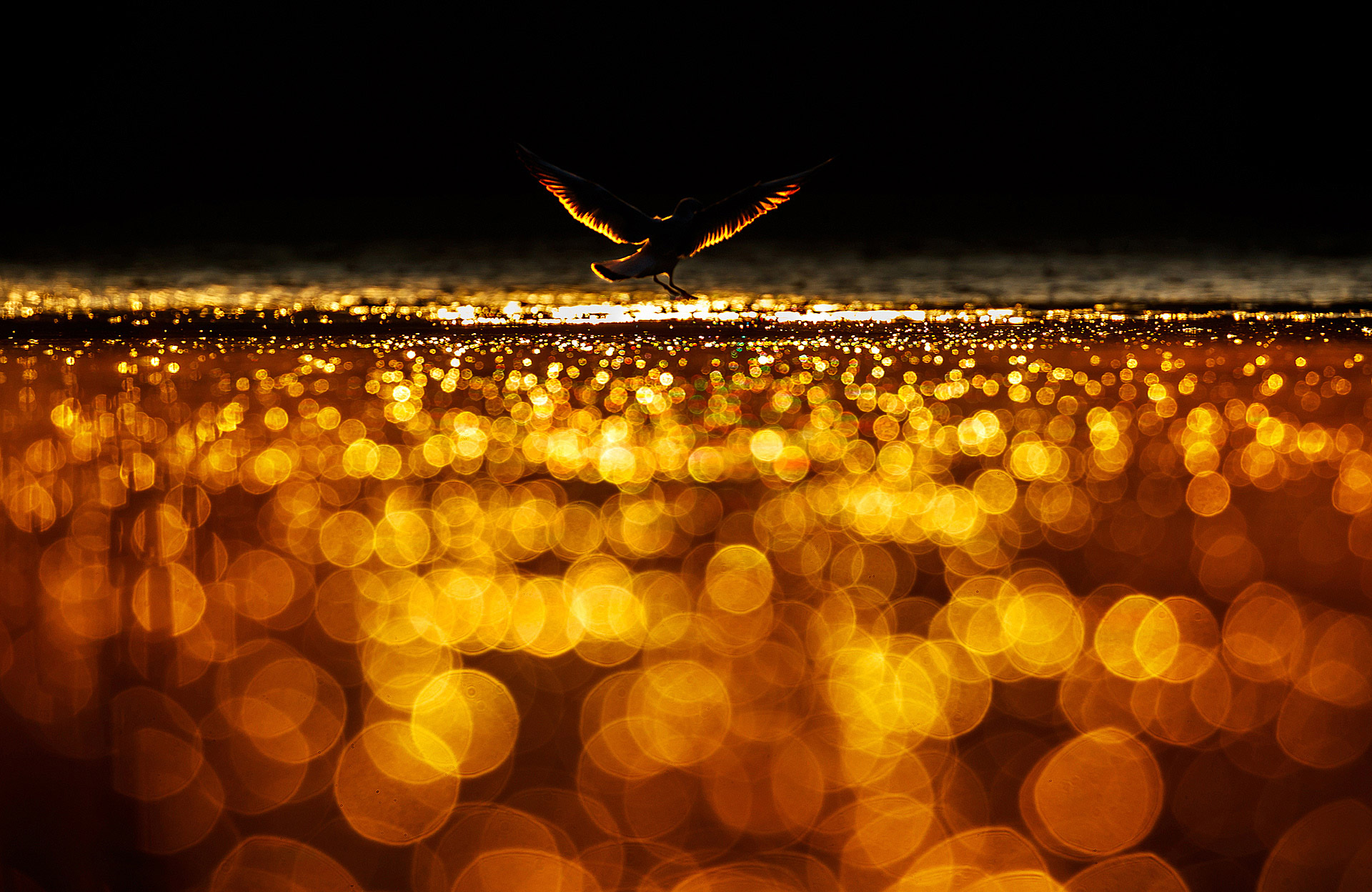 Bird with wings outstretched lands on a body of out of focus water made of bokeh lights