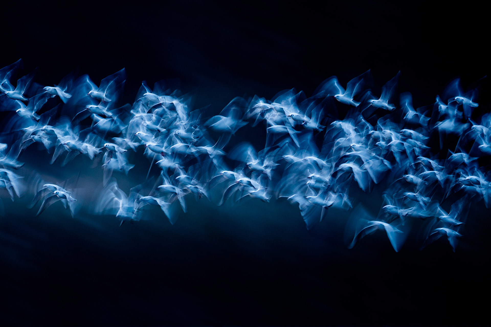 Blue-ish long exposure of a group of birds flapping their wings to create motion blur
