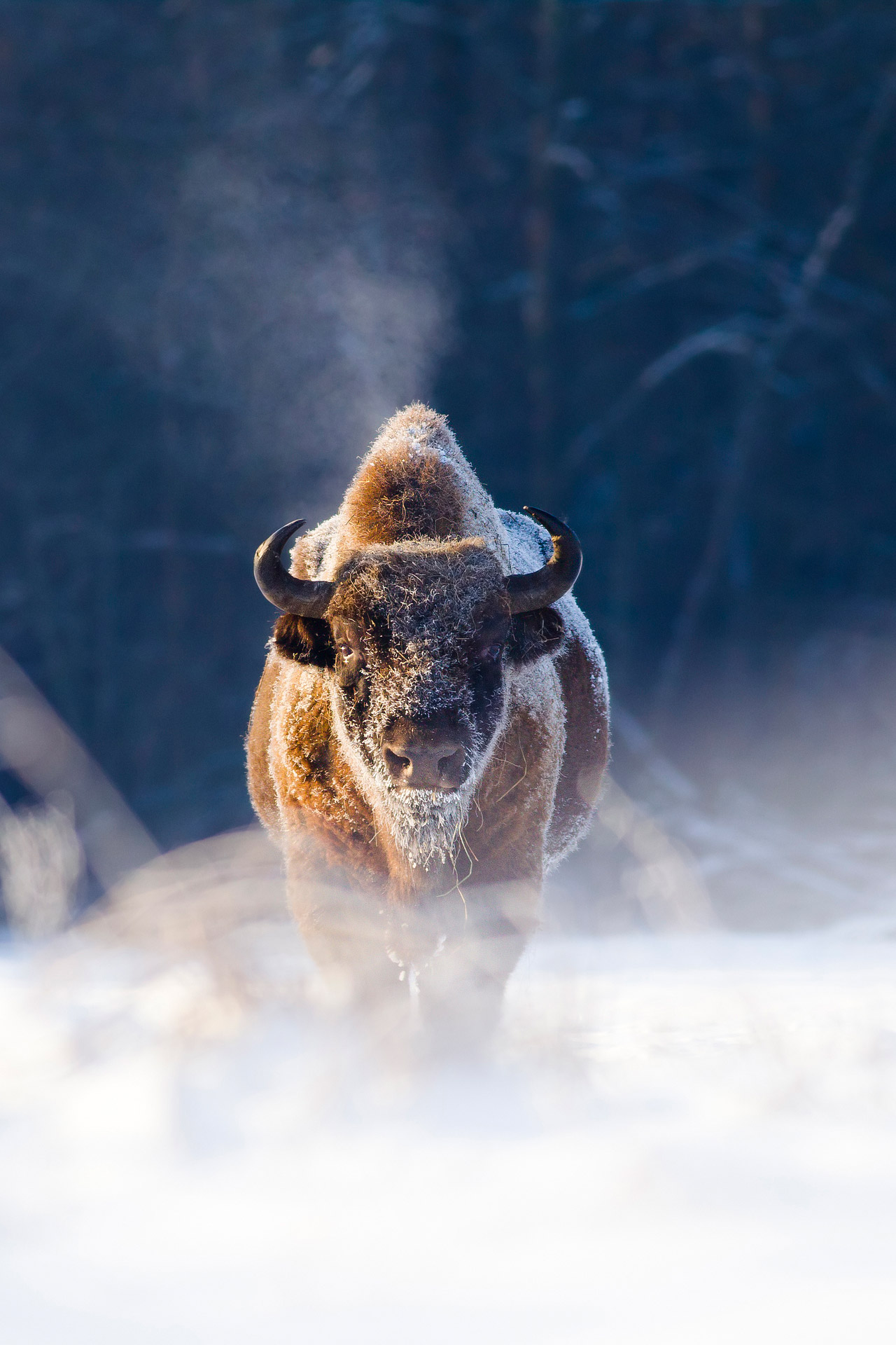 A furry bison-like animal walking through the snow while looking straight into the camera