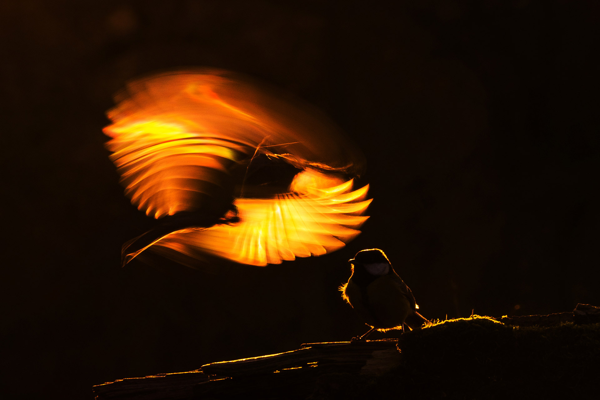 A picture of two birds one standing on a branch the other one is flying towards it