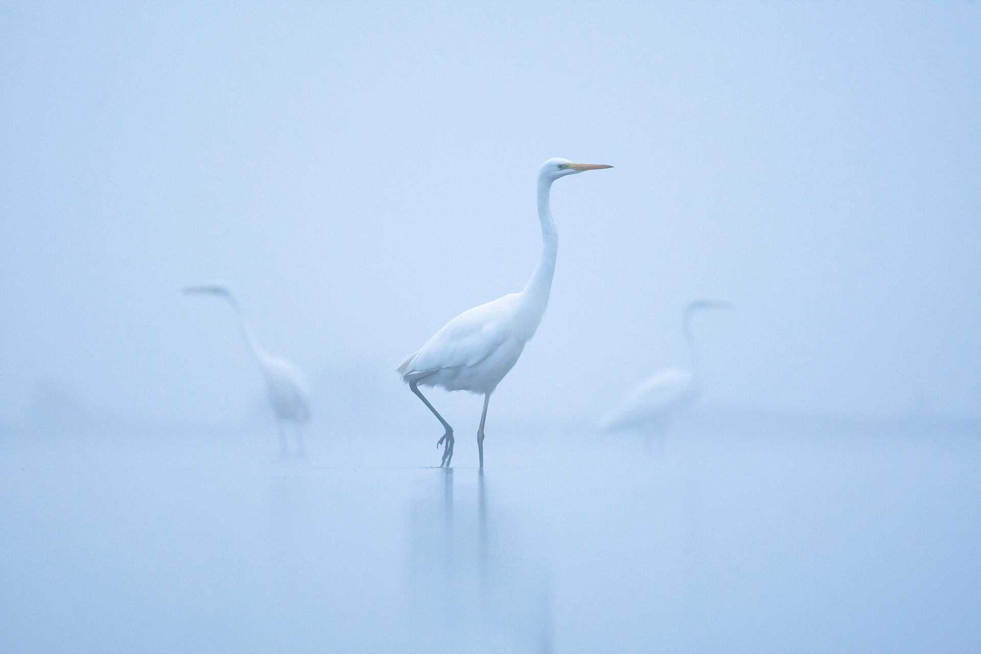 Three egrets standing in a pond, surrounded by mist, one egret is in the foreground looking to the right and the others are in the background on either side, looking to either side of the frame