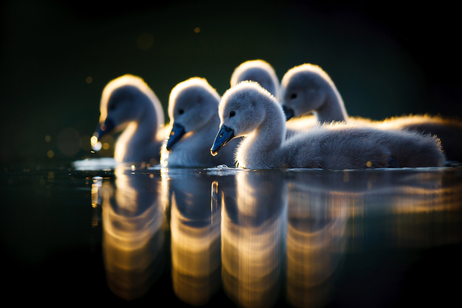 Cinq canetons blancs et moelleux nageant sur un lac, créant un reflet, de droite à gauche.