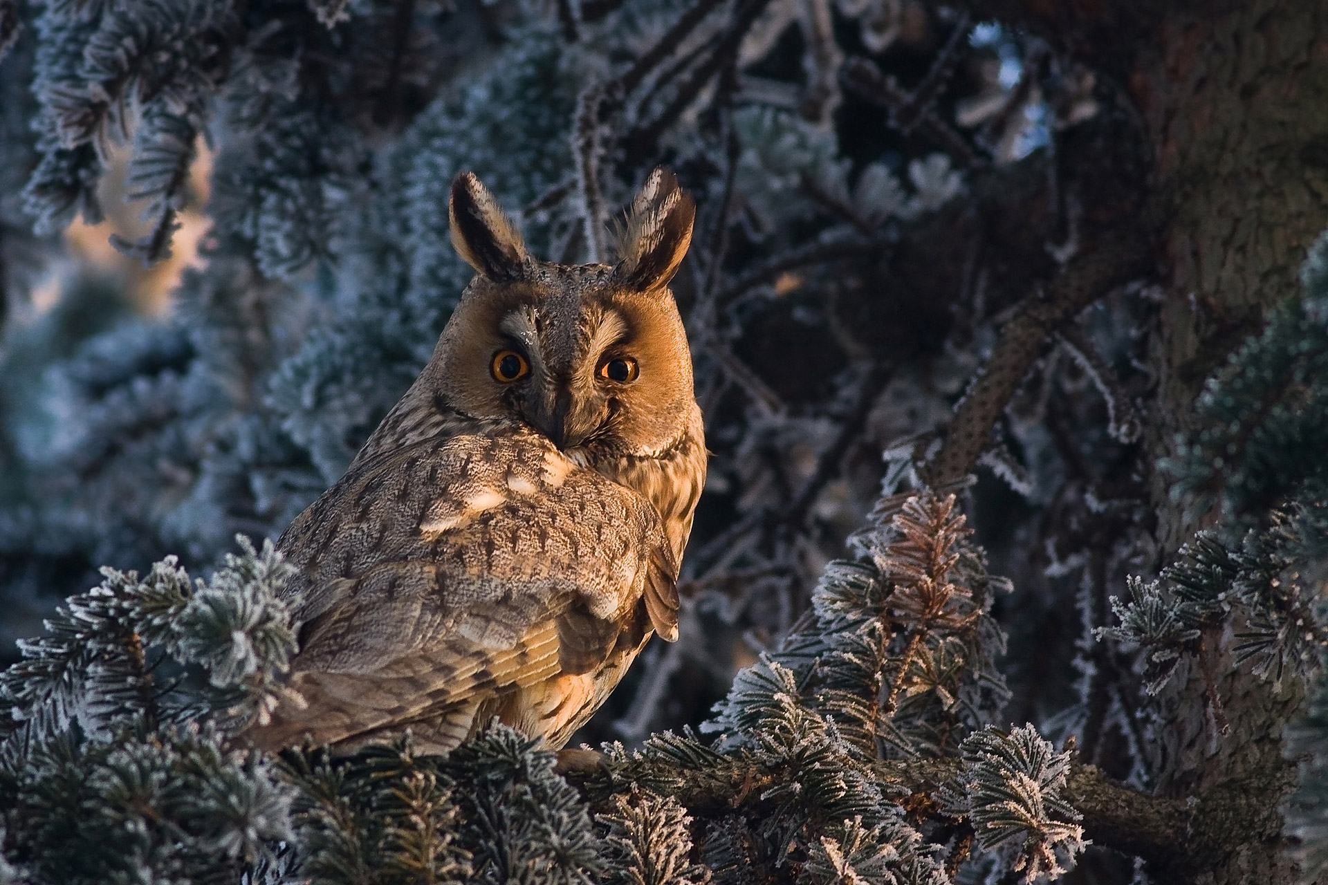 A brown owl standing in a frost covered green tree looking at the camera ears in the air
