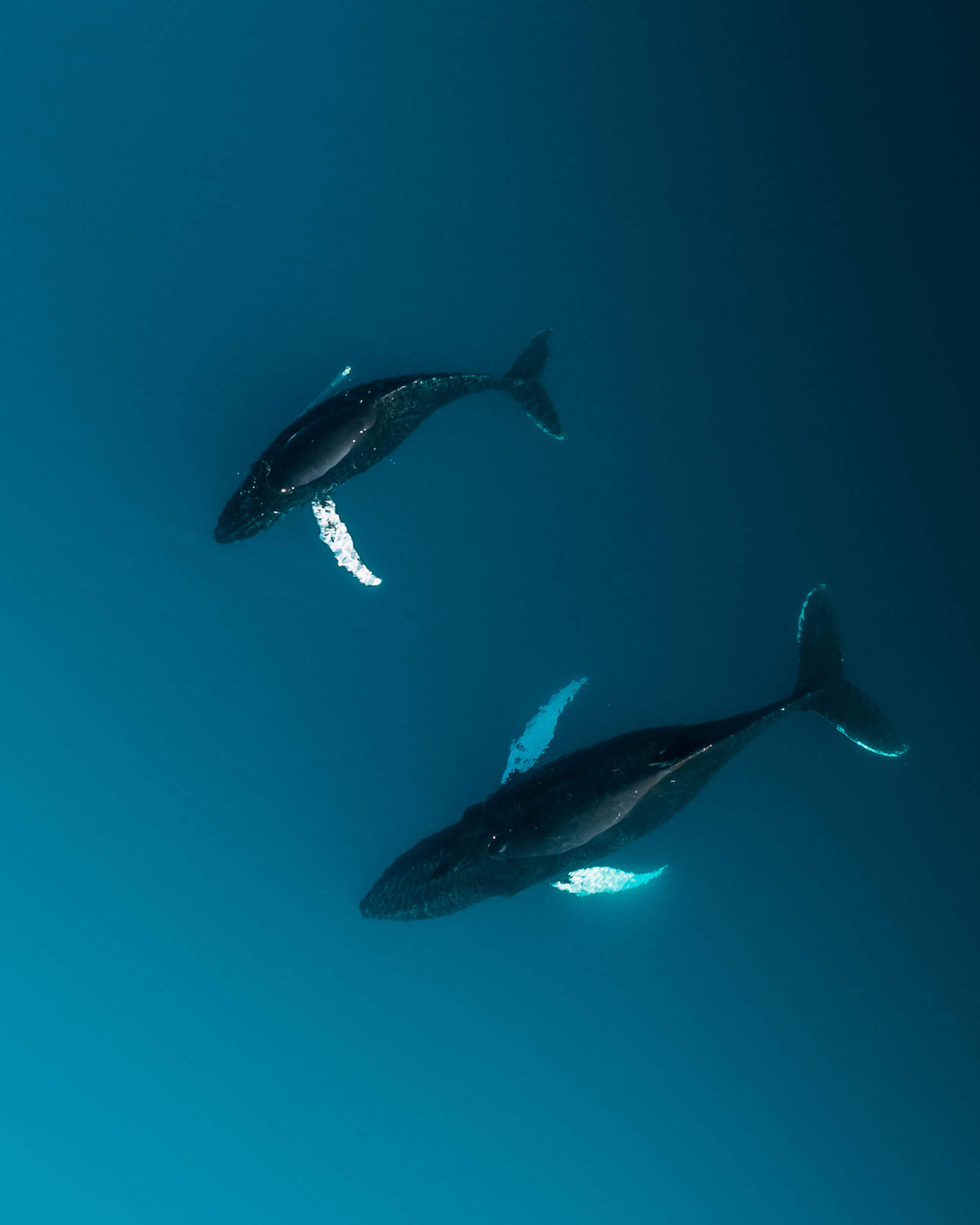 An aerial photo of two whales swimming next to each other in the ocean