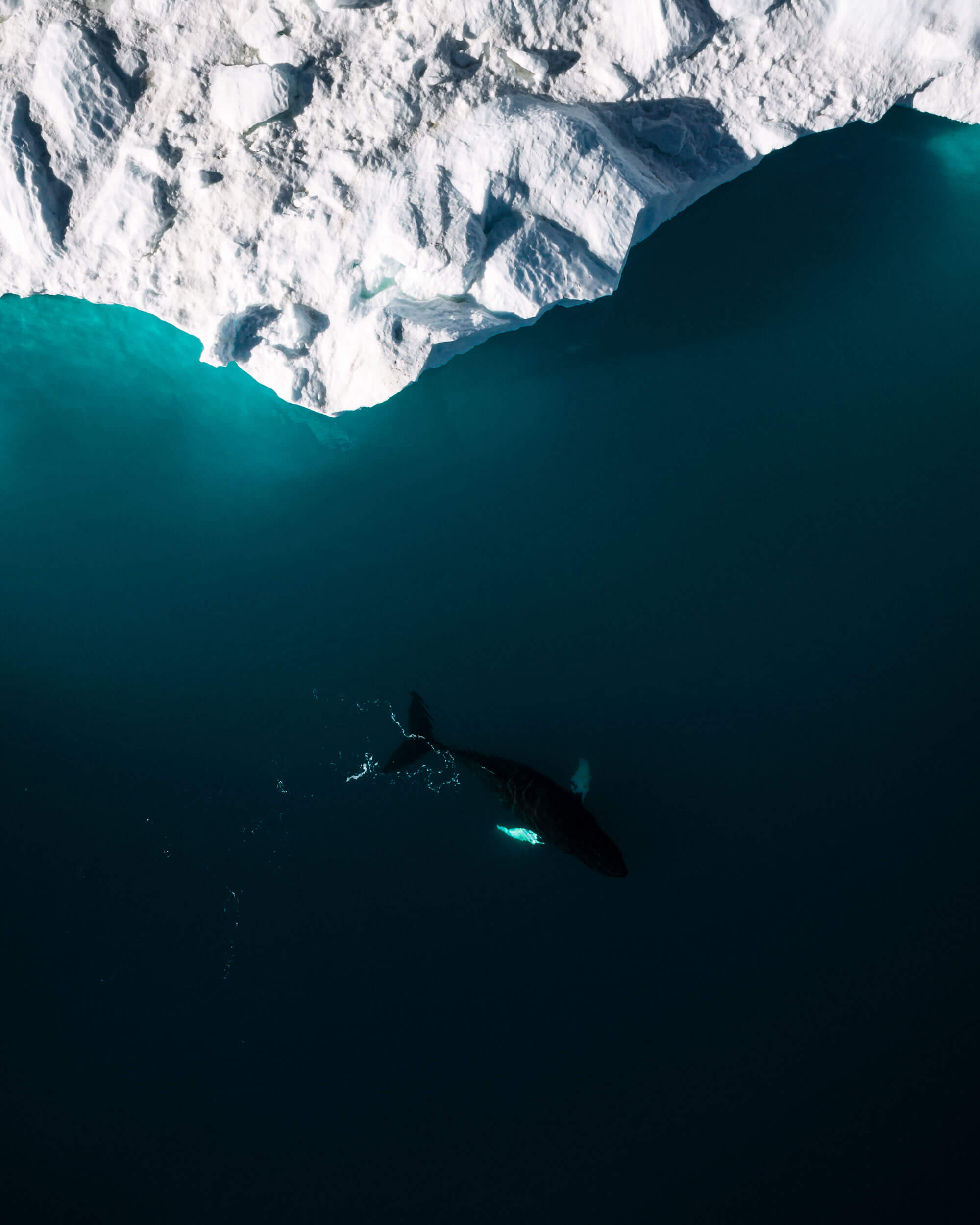 An aerial photo of a bright white iceberg on the top of the frame and an underwater whale in the bottom half of the frame