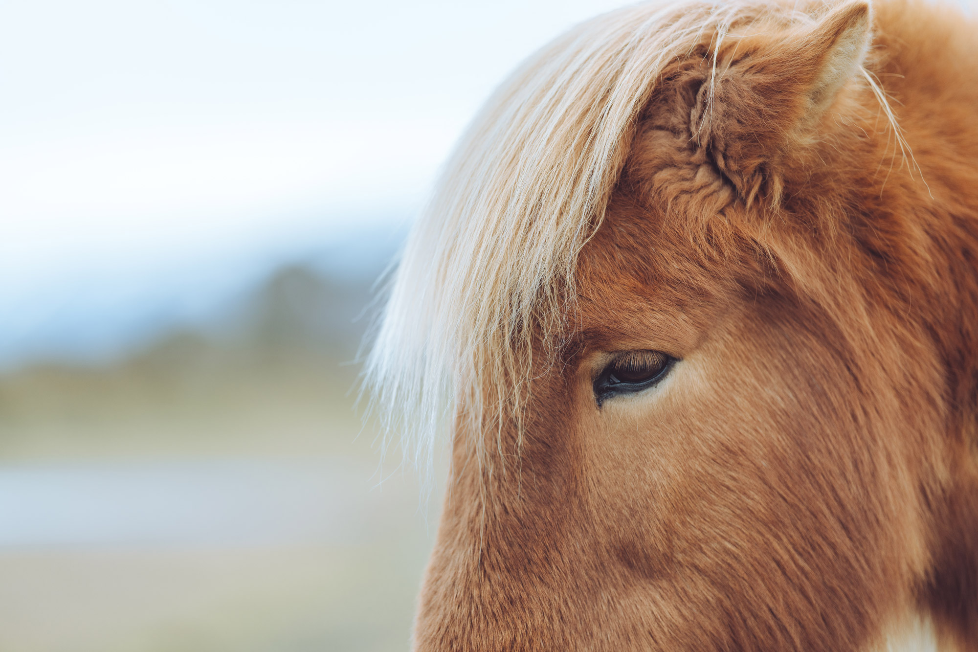 A close up of a brown horse’s head, with an out of focus background