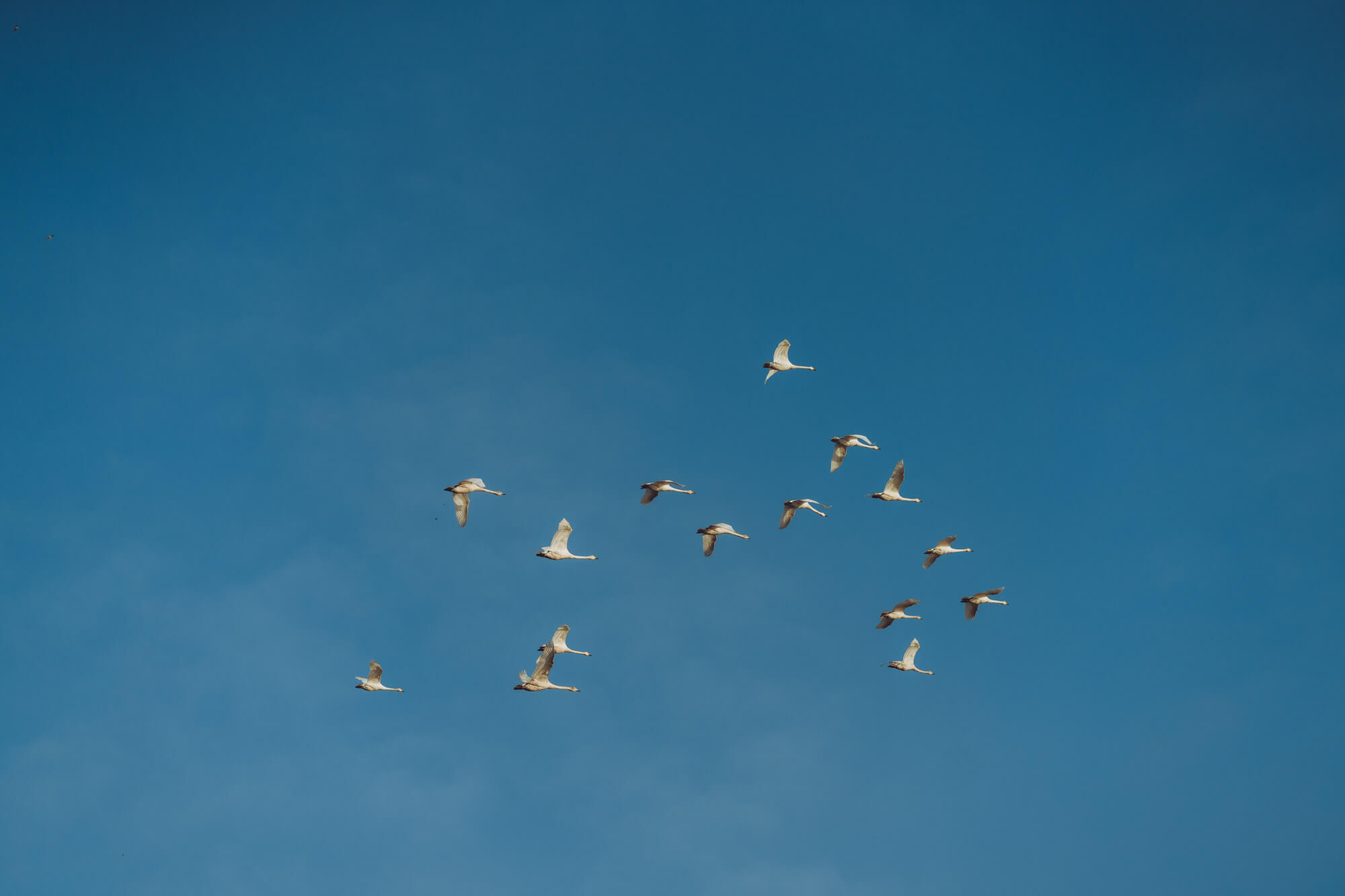 A flock of geese flying in a clear blue sky.
