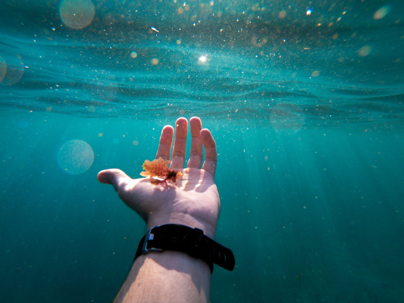 Hand underwater reaching out holding a shrimp.