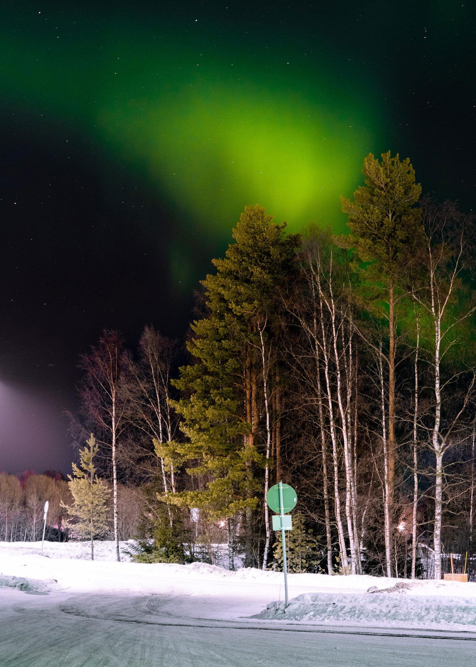 Une photo d'arbres avec des aurores boréales vertes dans le ciel