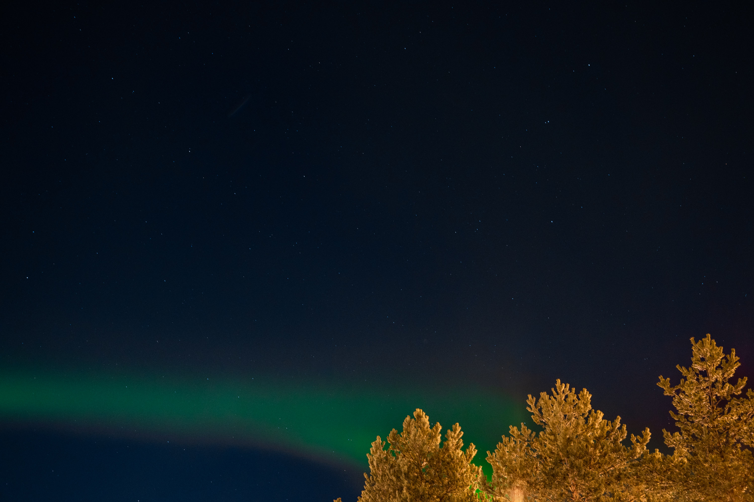 Une photo d'arbres avec des aurores boréales vertes dans le ciel