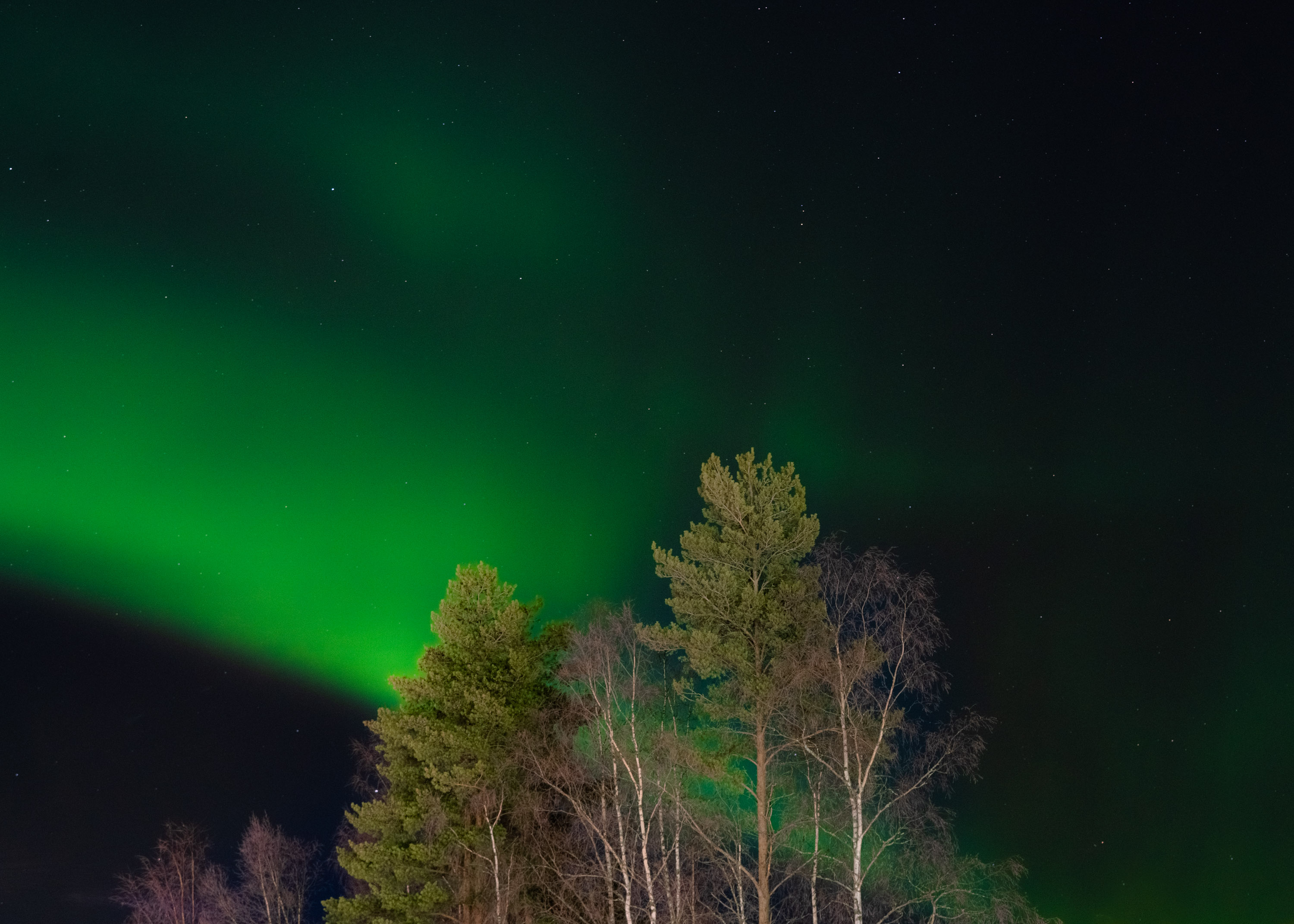 Une photo d'arbres avec des aurores boréales vertes dans le ciel