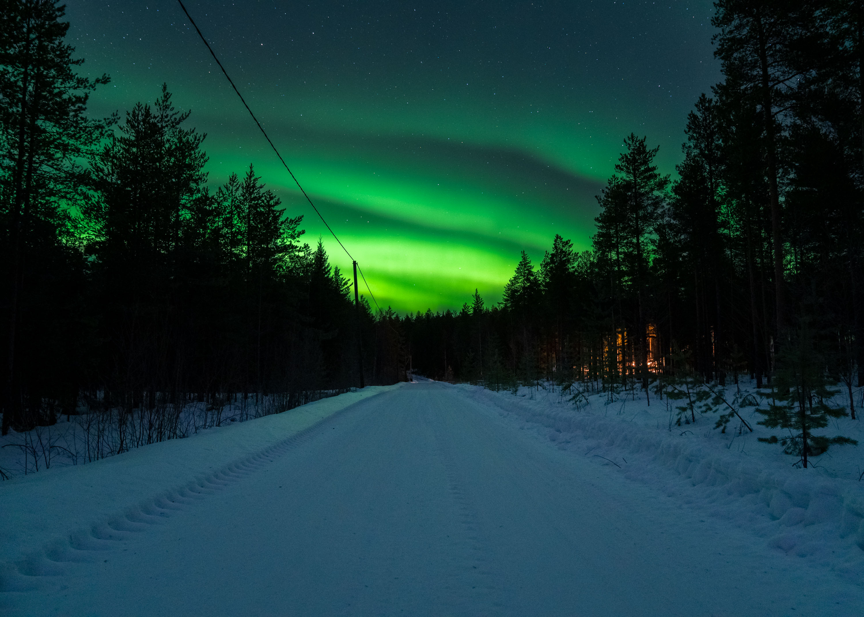 Paysage d'aurores boréales avec un premier plan enneigé et des arbres
