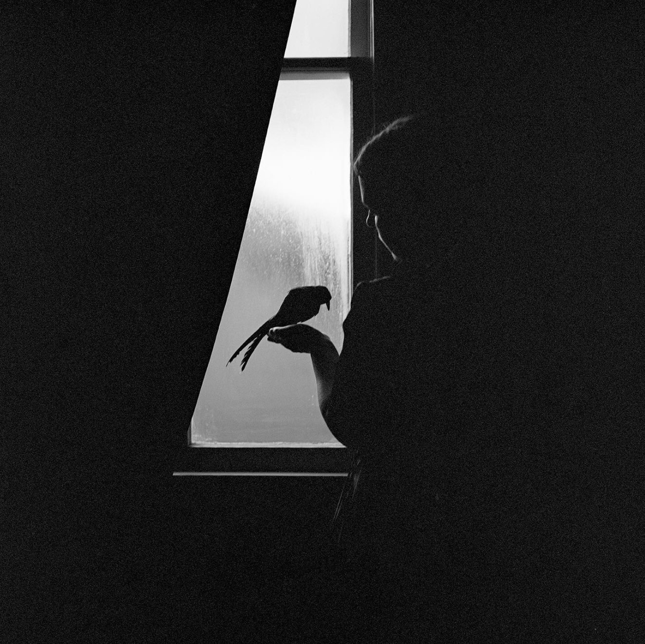 A silhouette photograph of a woman with a bird.