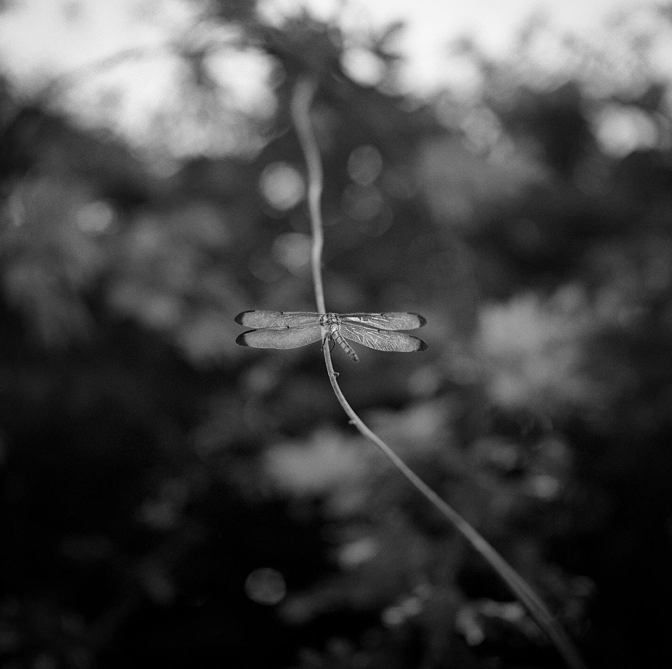 A dragonfly shot in black and white.