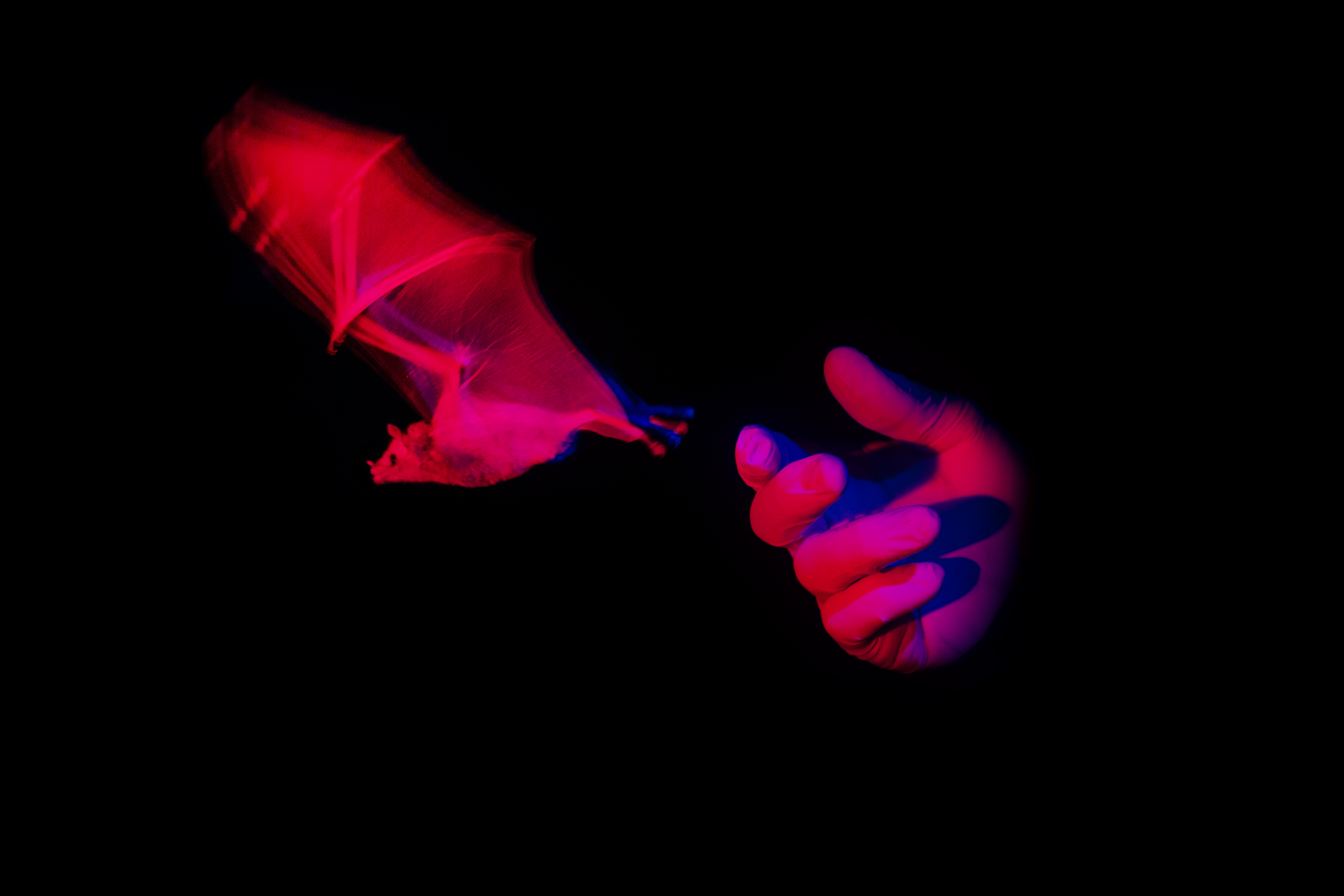 A disembodied hand letting go of a bat that is flying away lit by purple and red light