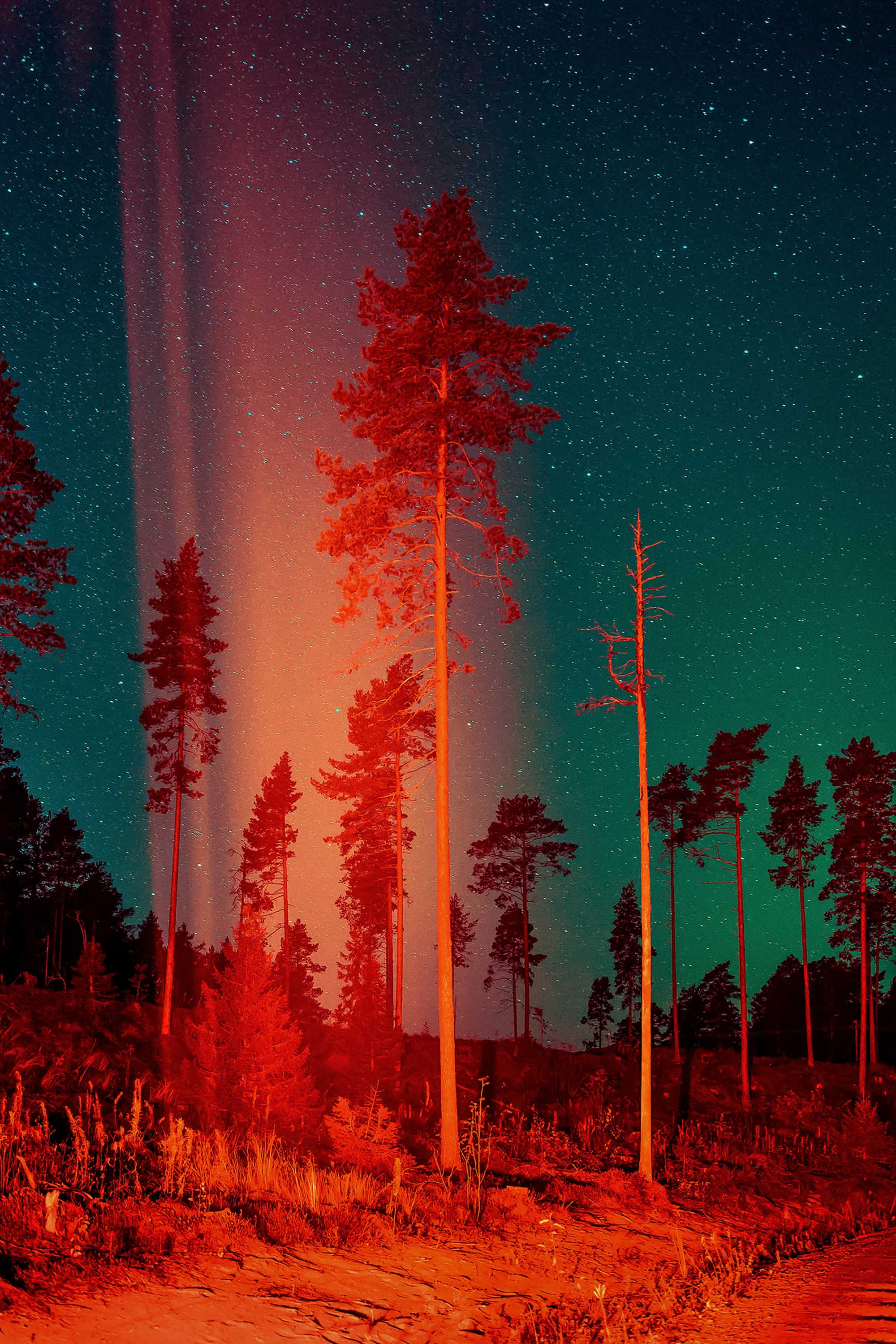 A sparse forest is illuminated with red light that seems to come from above the frame with a glowing greeeny blue sky