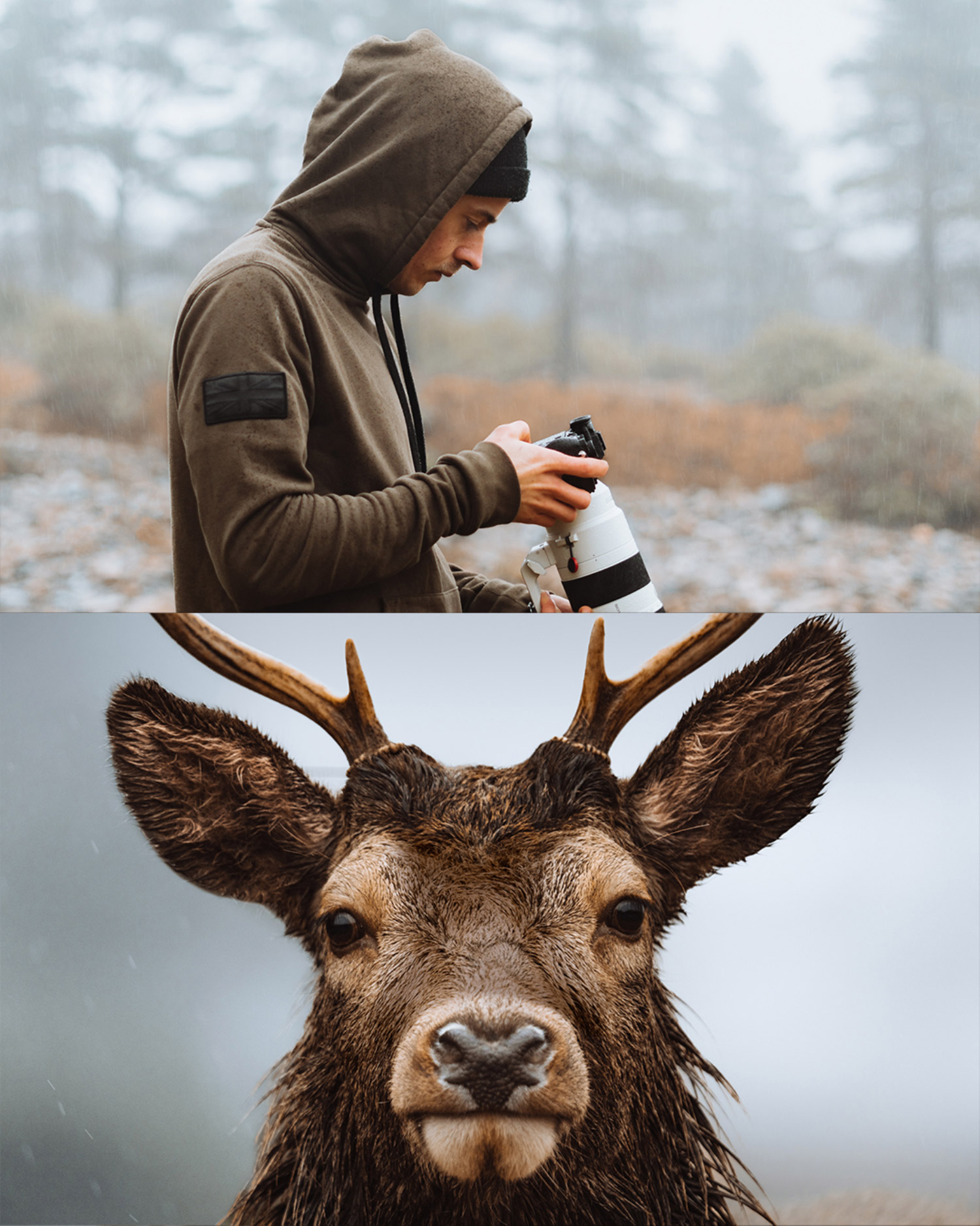 A split-screen view of two images, on top a man wearing a hoodie with the hood pulled up holding a camera, with trees in the background, below a close up of a red deer’s face.