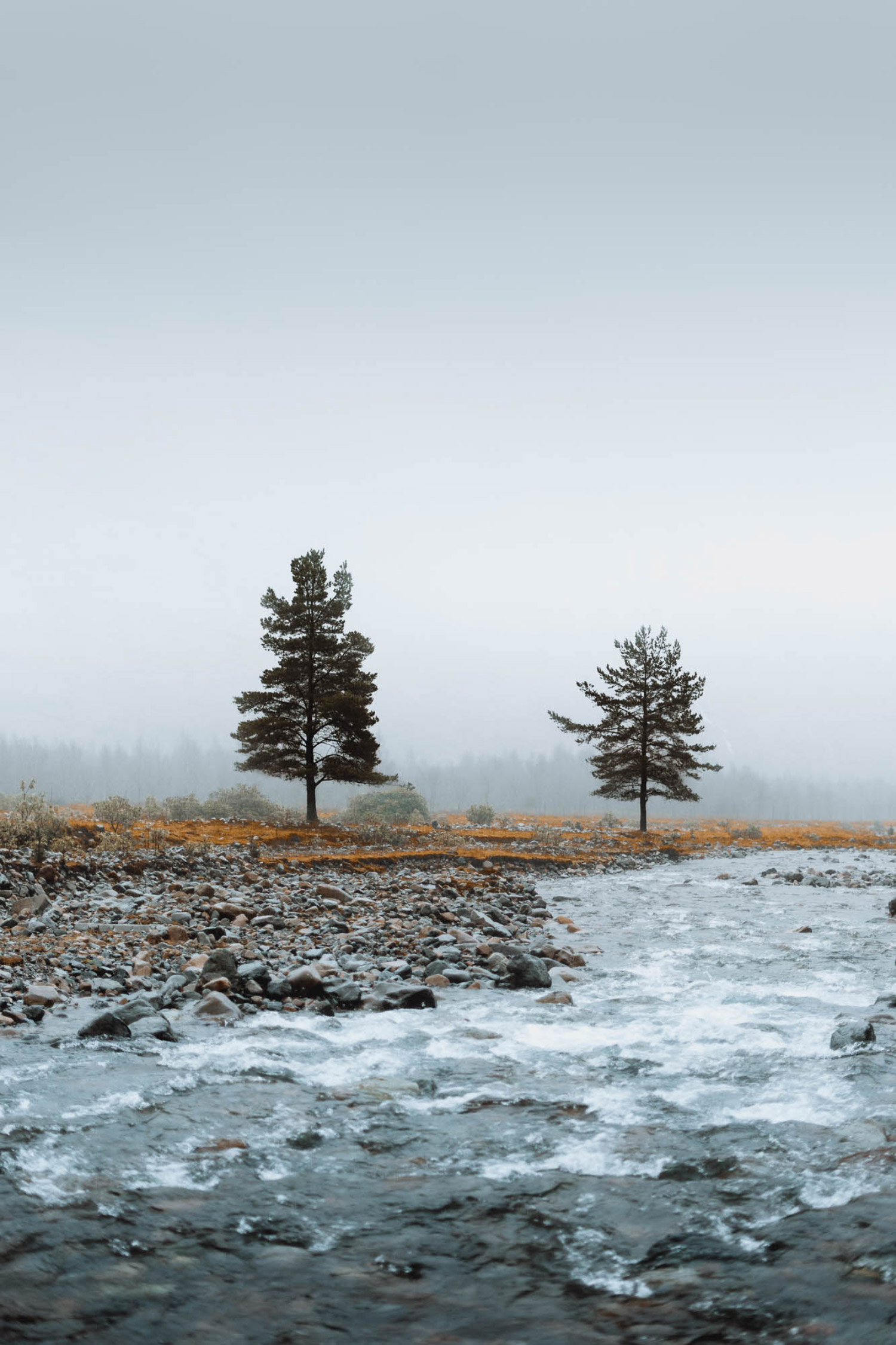 A river runs over rocks in Glen Coe, with two trees on the bankside. There are hills covered in mist in the background.