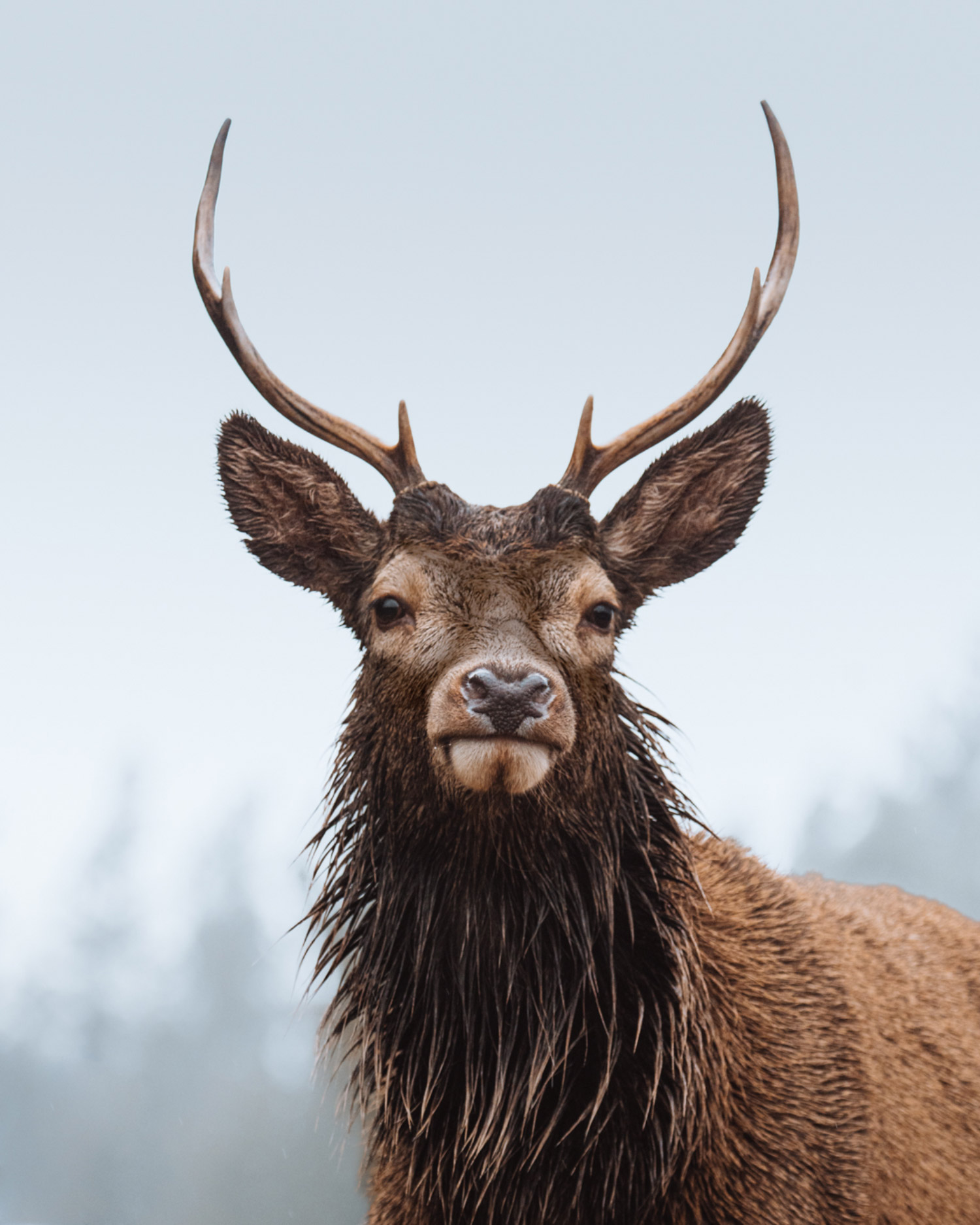 The head and shoulders of a red deer in Glen Coe. Trees appear blurred in the background.