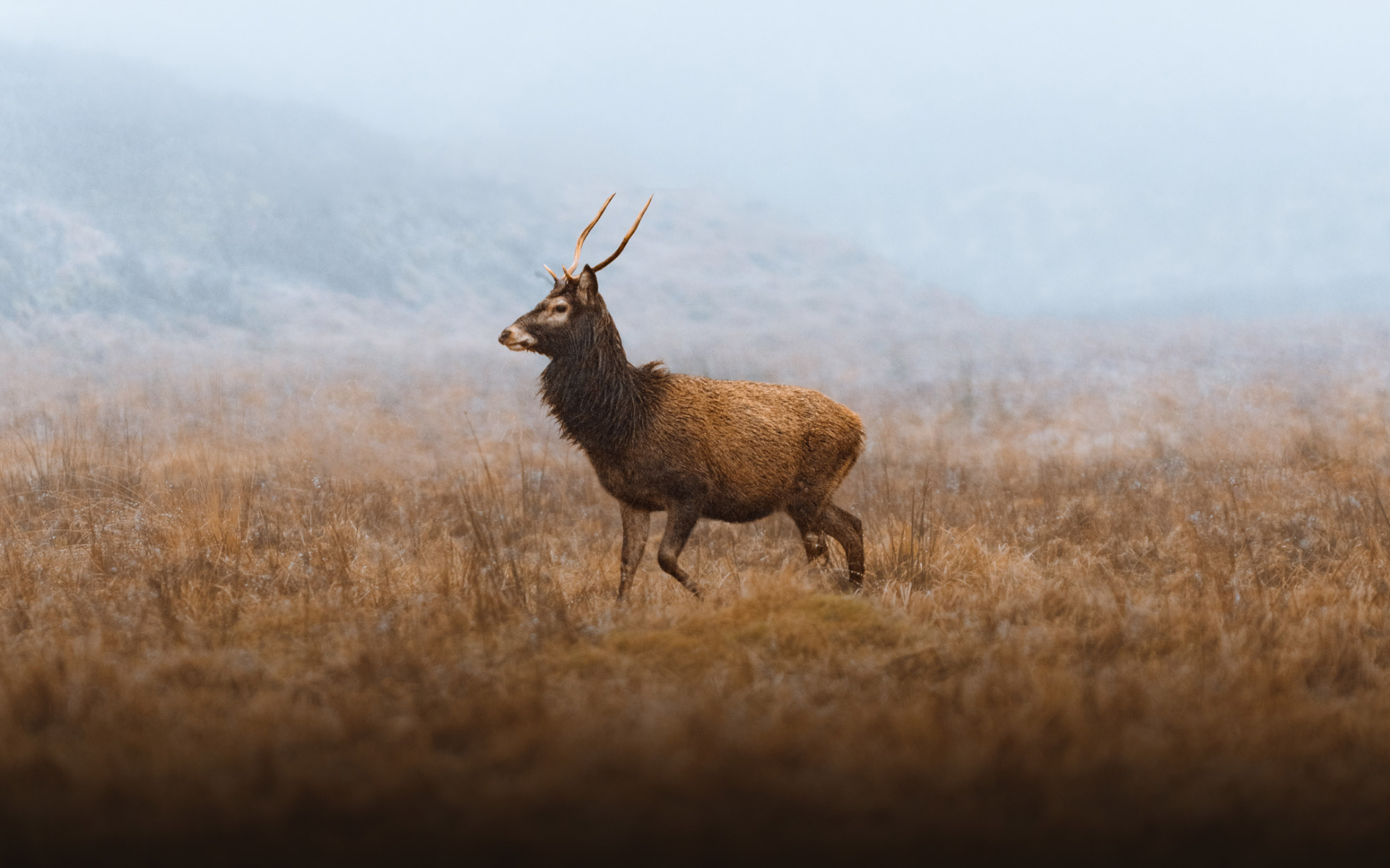 A red deer standing in Glen Coe, with grass in the foreground and hill in the background, covered by mist.
