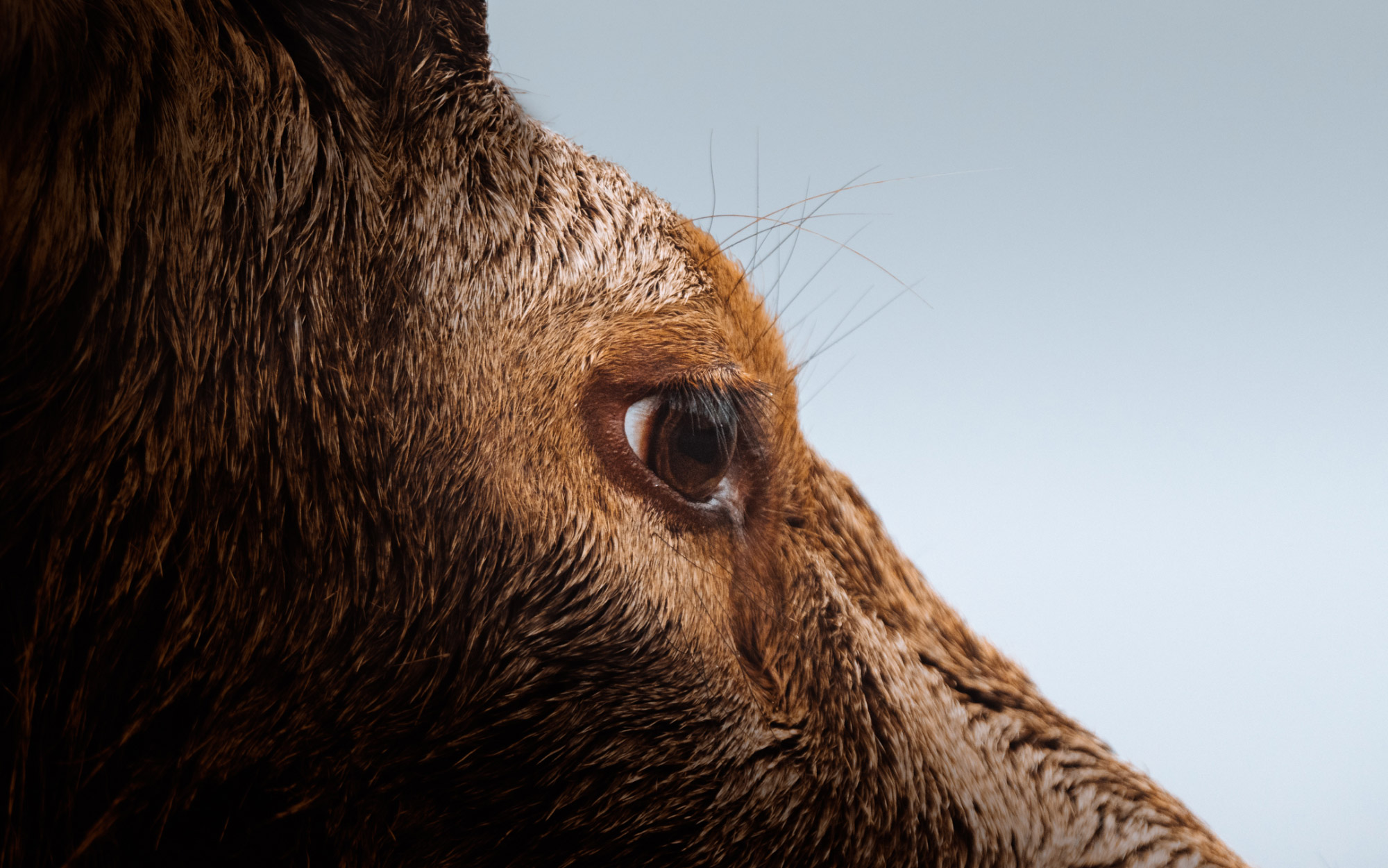 A close up of a horse’s eye.