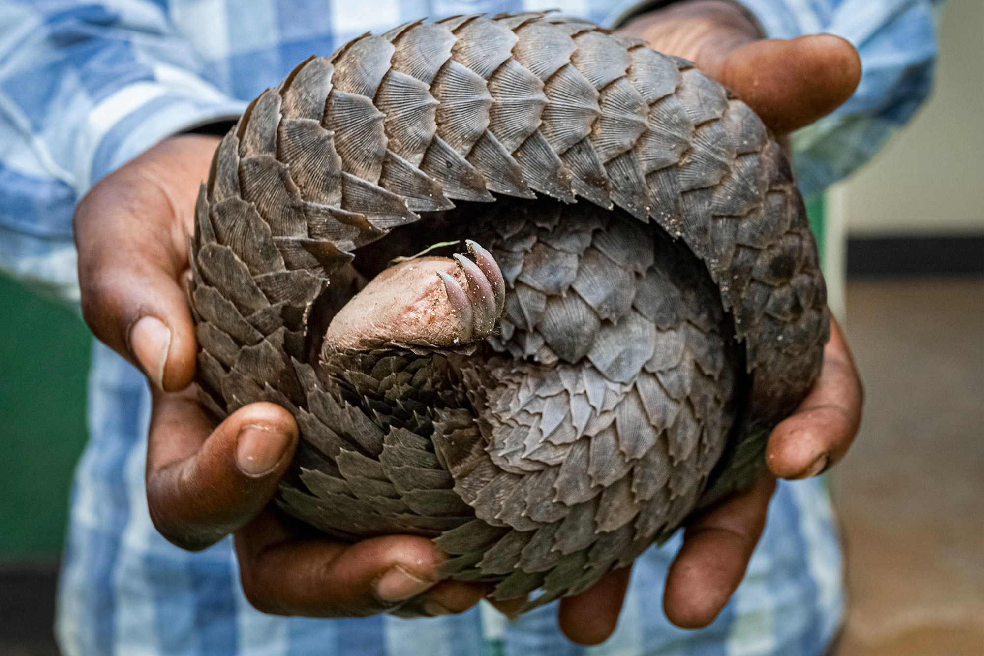 A pangolin wrapped up in the hands of man wearing a blue and white shirt.