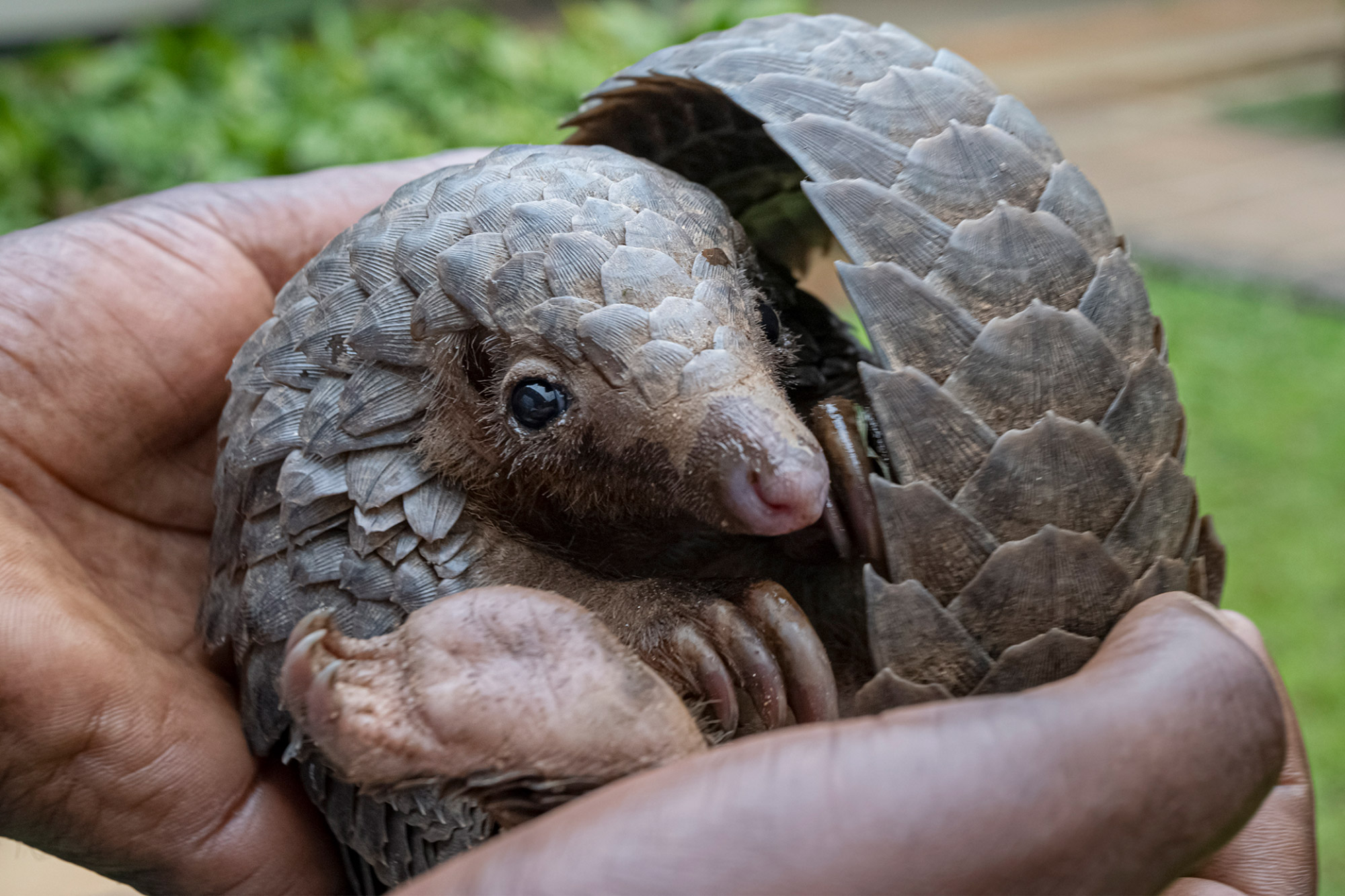 A pangolin partially wrapped up in the hands of man, with grass and bushes in the background.