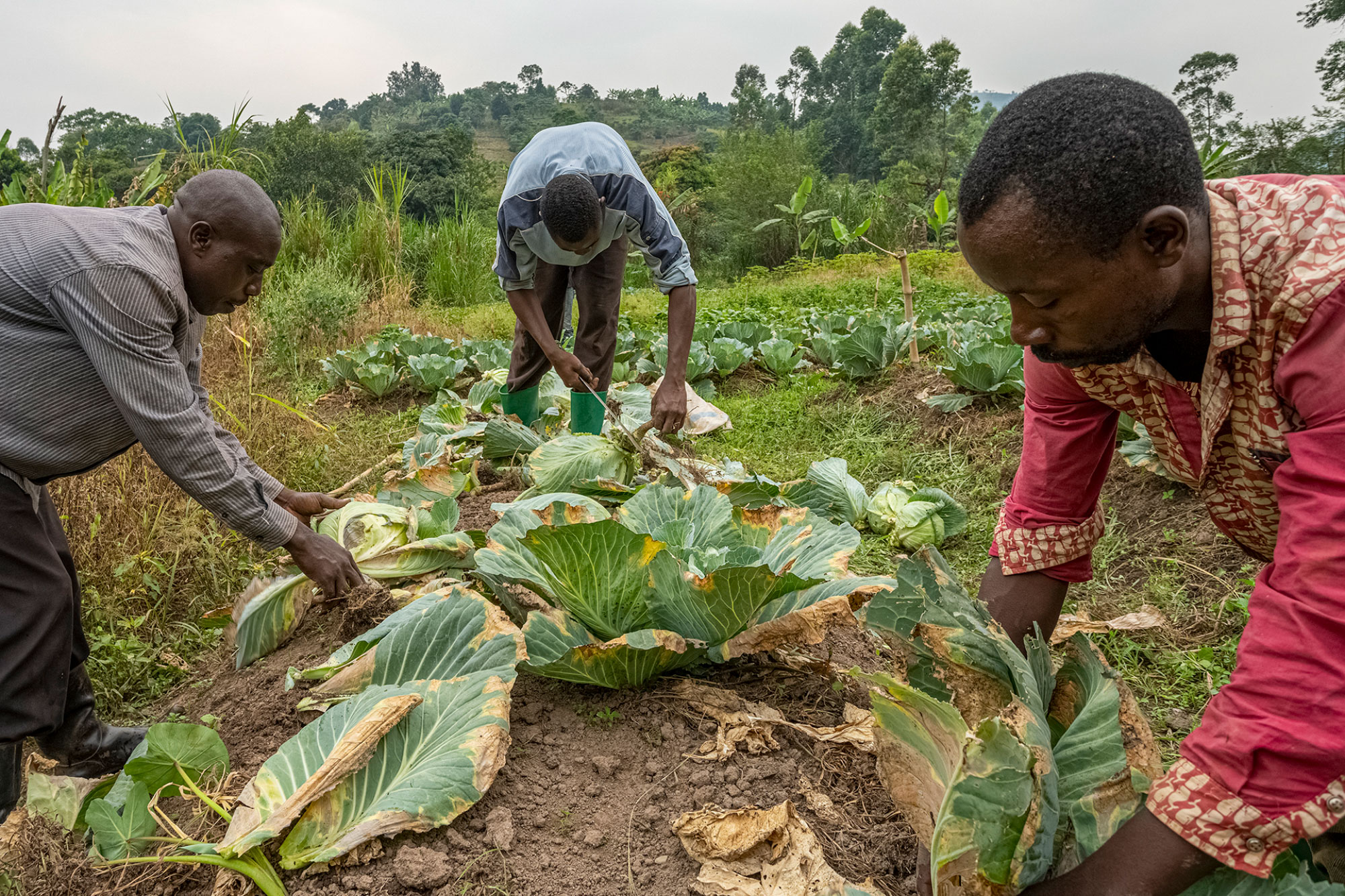 Three men cut vegetables from the ground, with trees and hills in the background.
