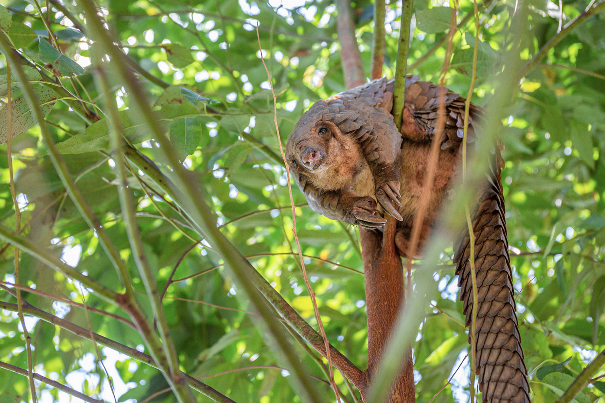 A pangolin sits high in a tree, looking down. Green leaves fill the background.